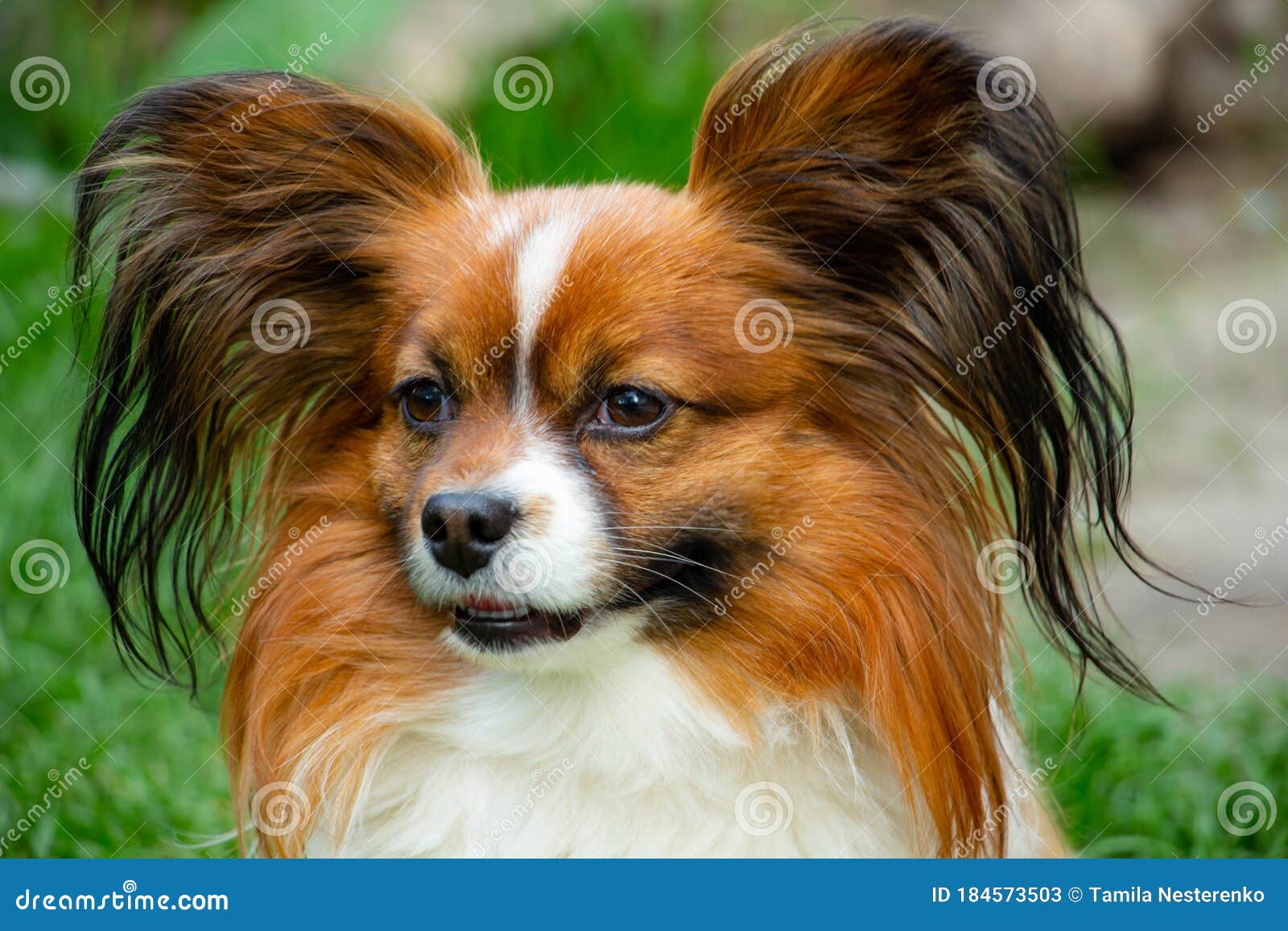 Beautiful Cute Papillon Dog Shows Us The Tongue Portrait Gullible Look Butterfly Like Ears Colors Brown Red White Stock Image Image Of Black Fluffy 184573503