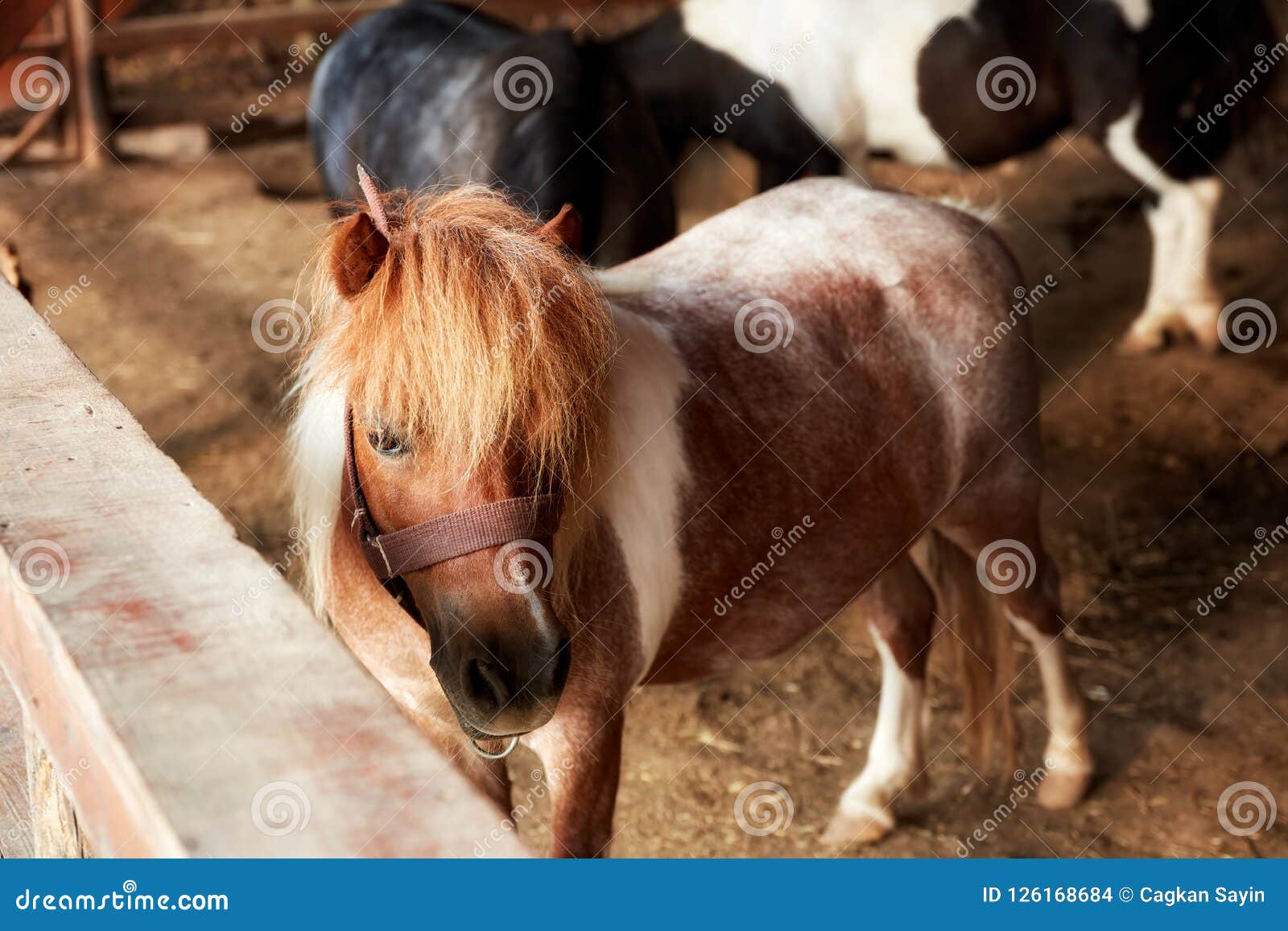 beautiful and cute pony in the barn