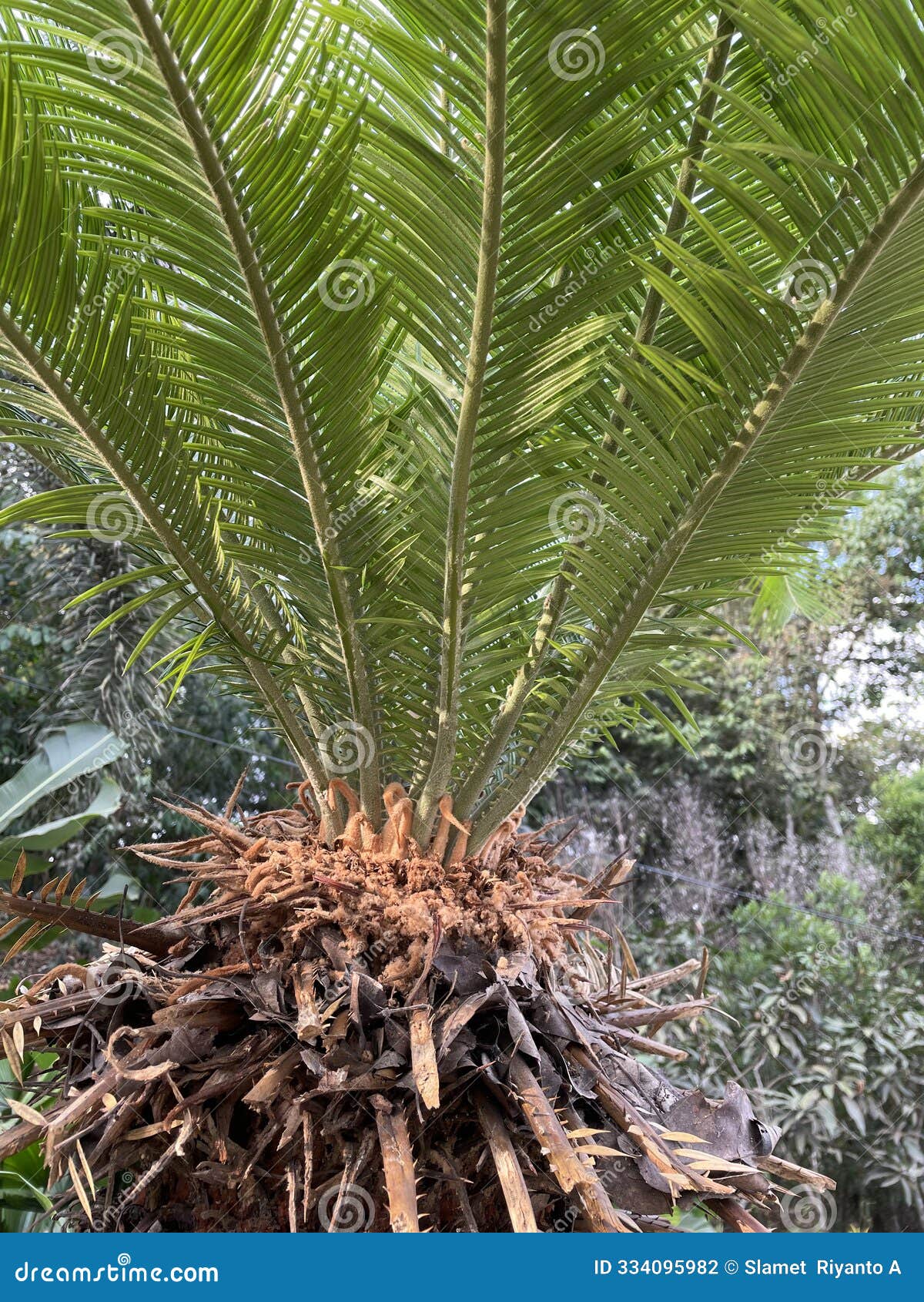 beautiful cycads palm is a species of gymnosperm in the family cycadaceae