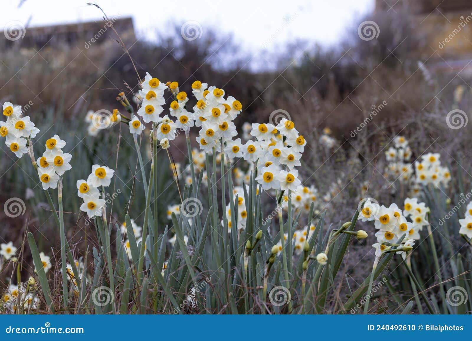 Beautiful Daffodils Bloom in the Winter Stock Photo Image of nature