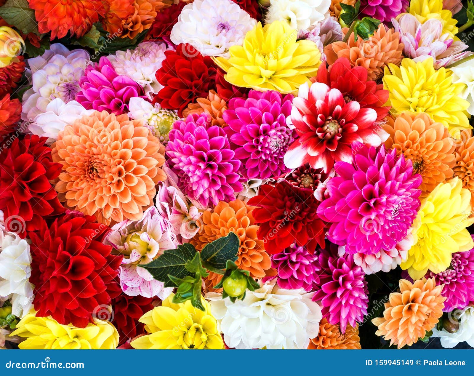 beautiful dahlia colorful mix bouquet for autumn fall decorations and celebrations