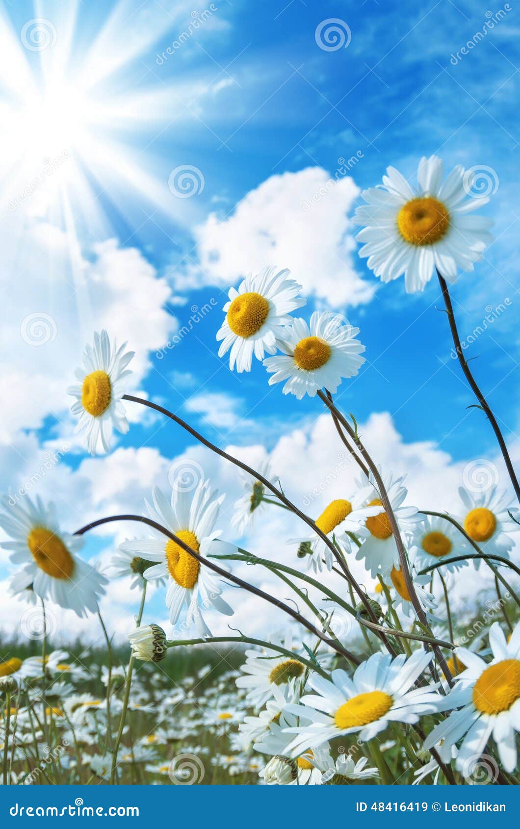 Beautiful Daisies in the Sun Stock Image Image of gentle, fresh 48416419