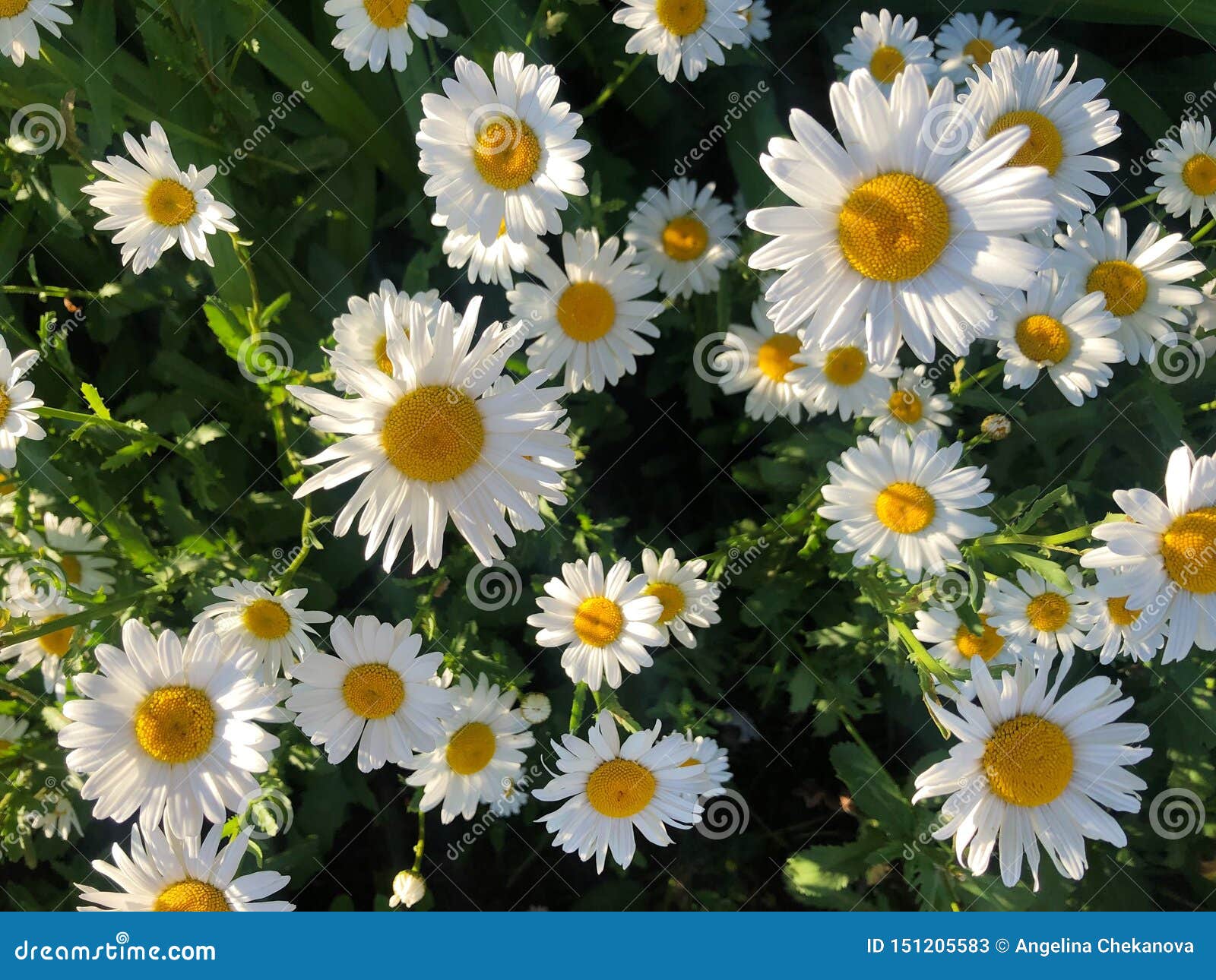 Beautiful Daisies in the Sun in the Park Stock Image Image of close