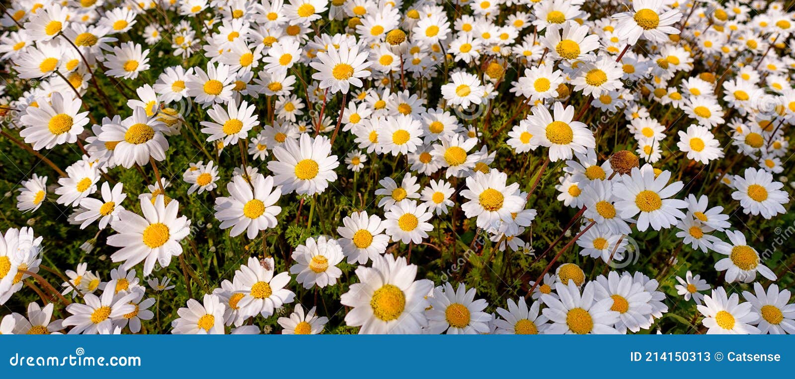 beautiful daisy field in spring time