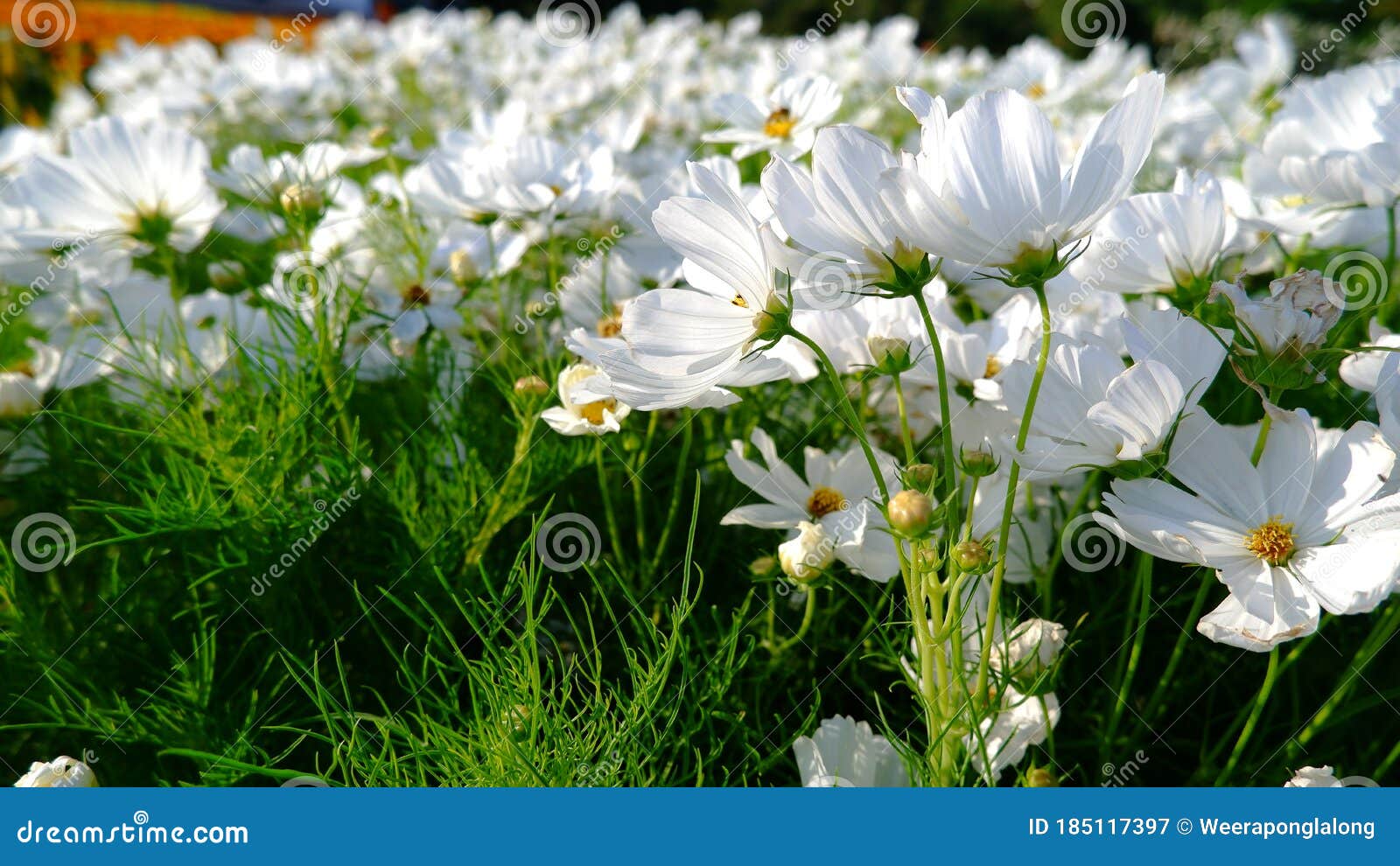 Daisy flower in the field stock image. Image of background 185117397