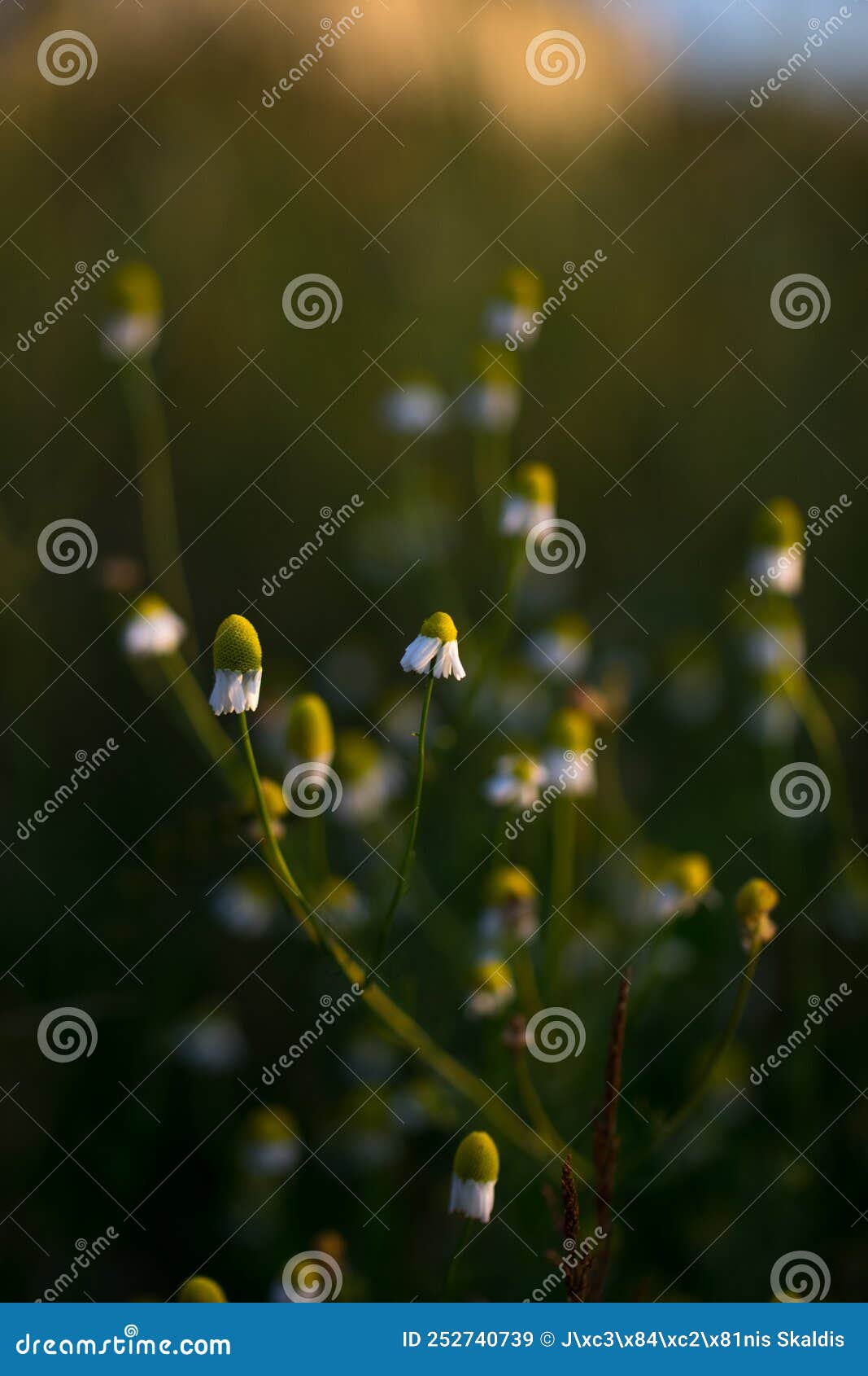 Beautiful Daisy Flowers with Petals Pointing Down at Evening in Meadow