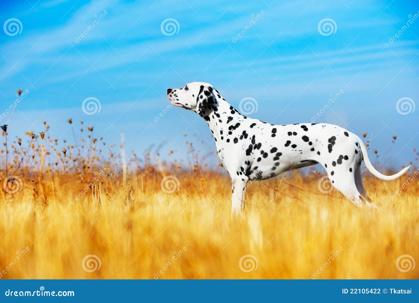 beautiful dalmatian dog