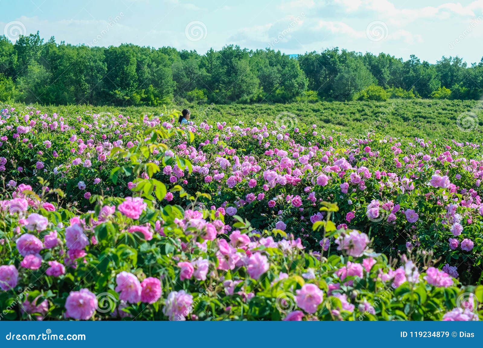 Beautiful Damask Roses In Rose Garden Stock Image Image Of Beautiffull Plant 119234879
