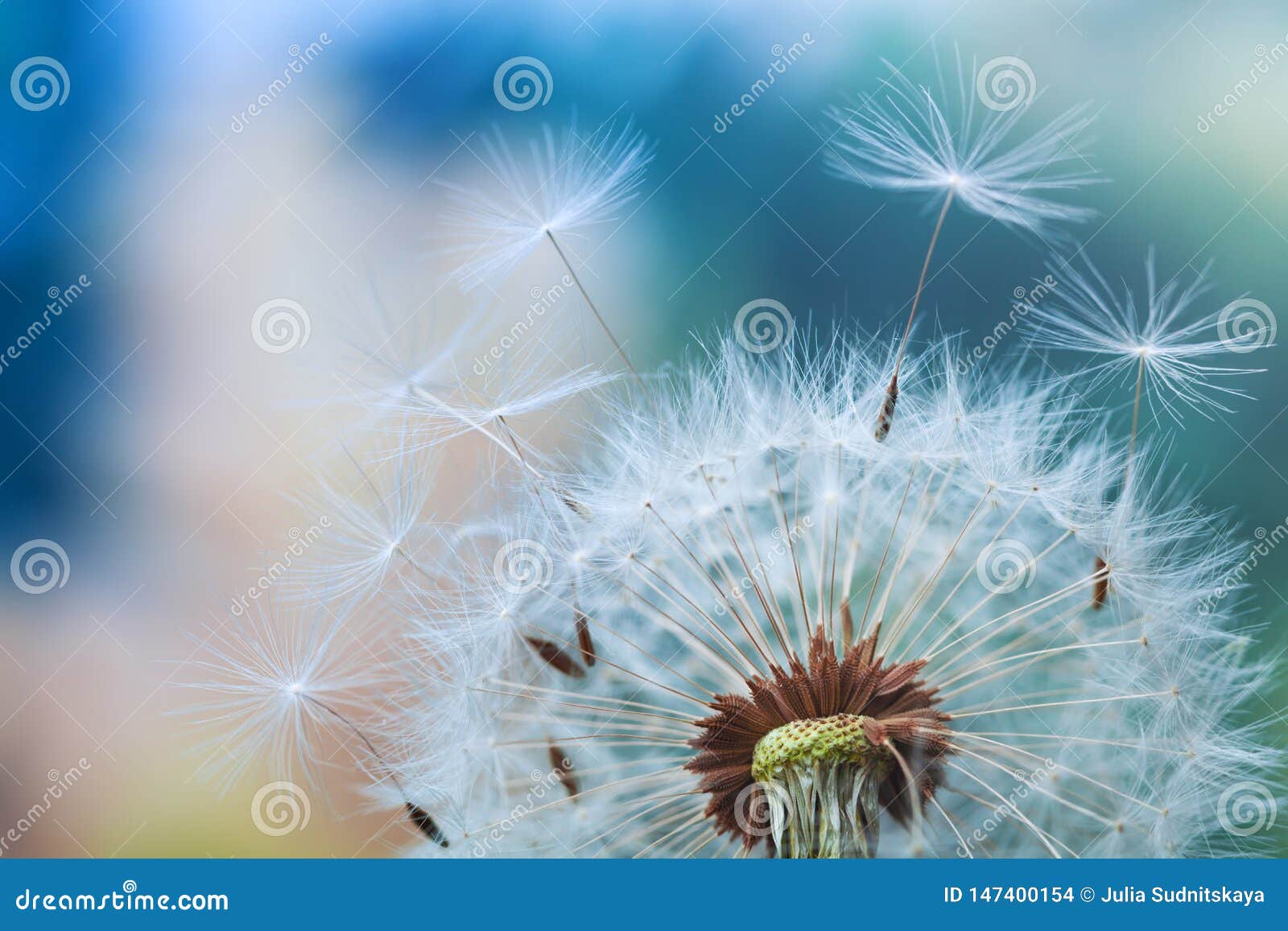 beautiful dandelion flower with flying feathers on colorful bokeh background. macro shot of summer nature scene