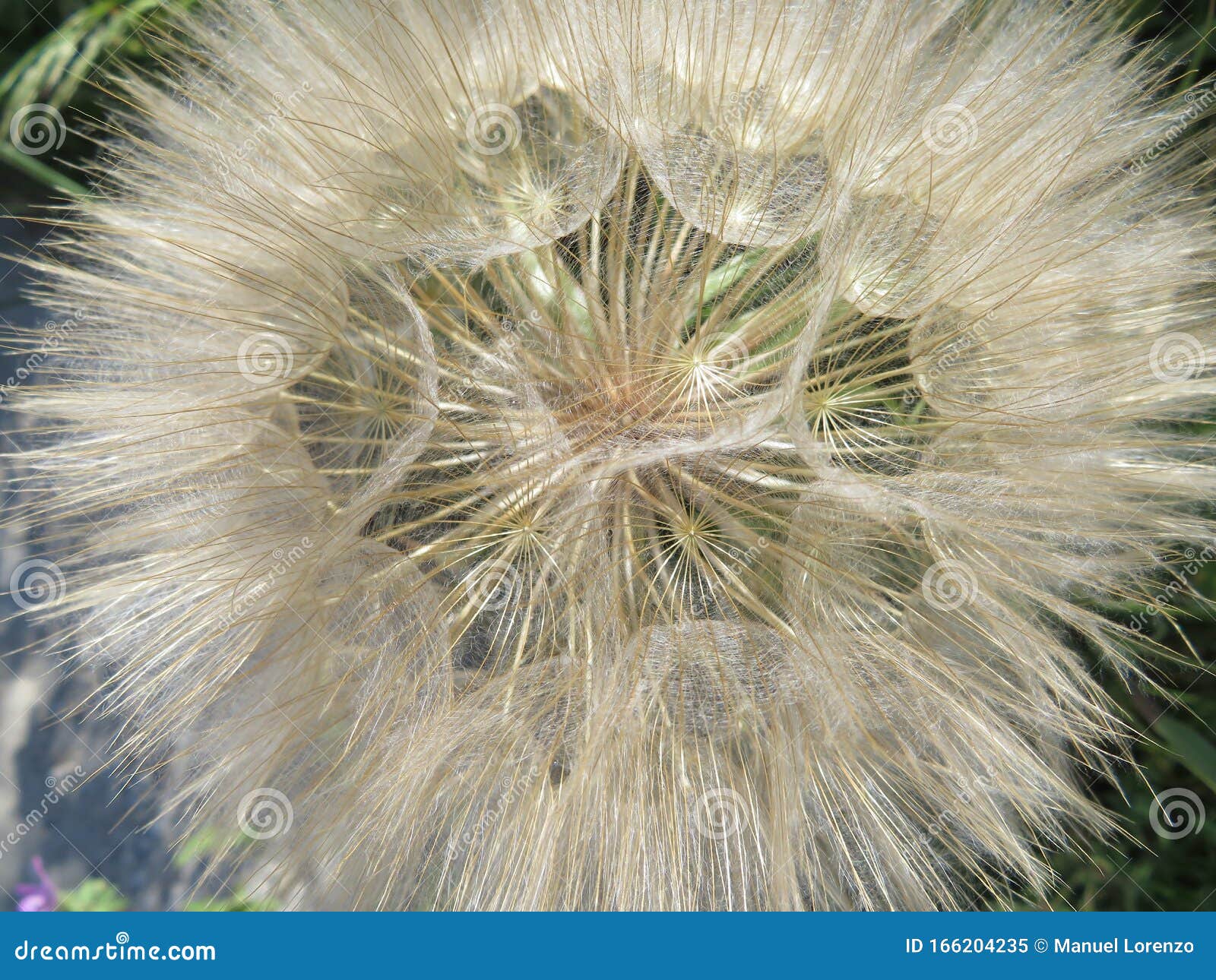 beautiful dandelion large size waiting for the air to travel