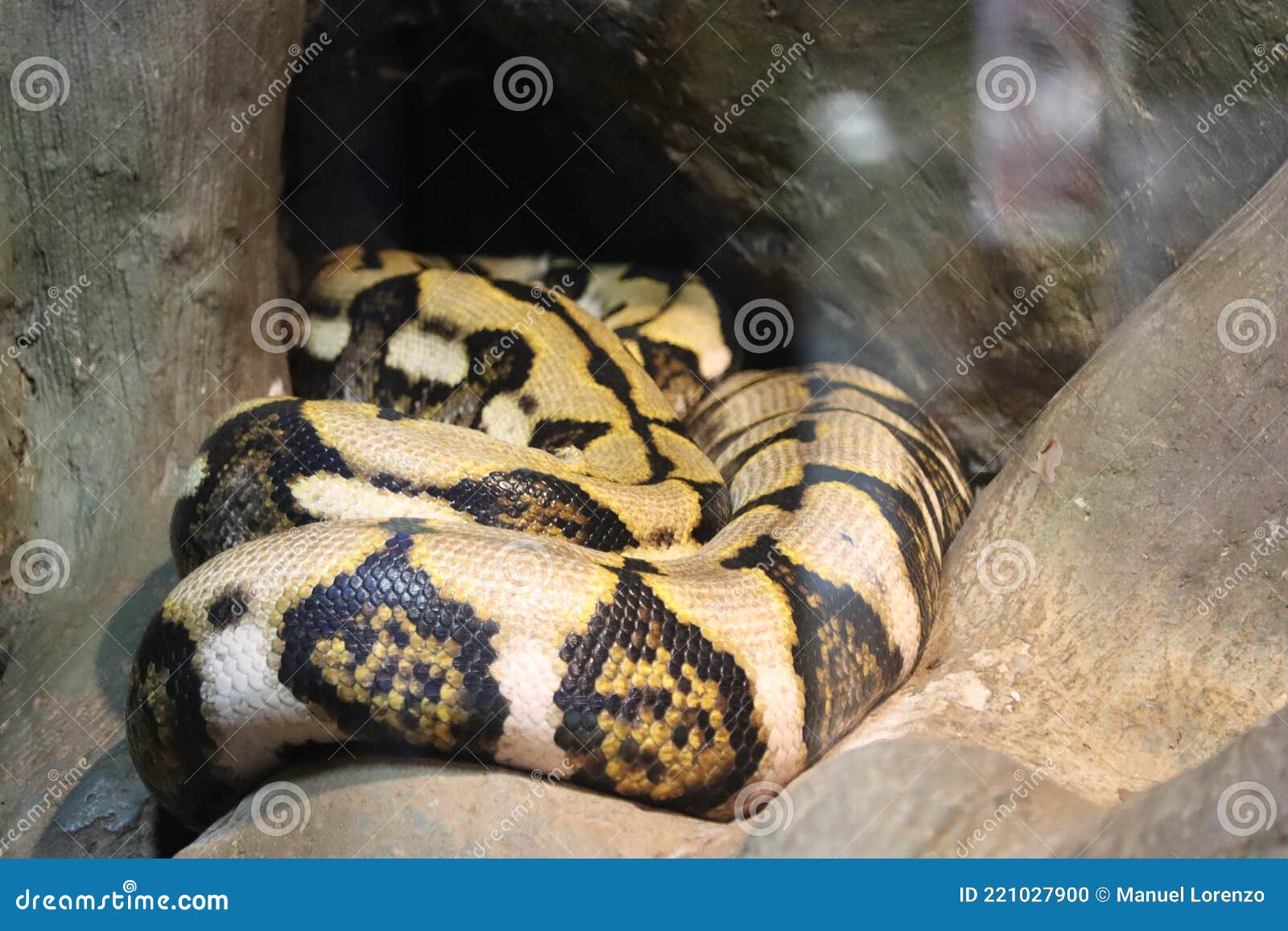 beautiful dangerous snake silent stealth reptile venom