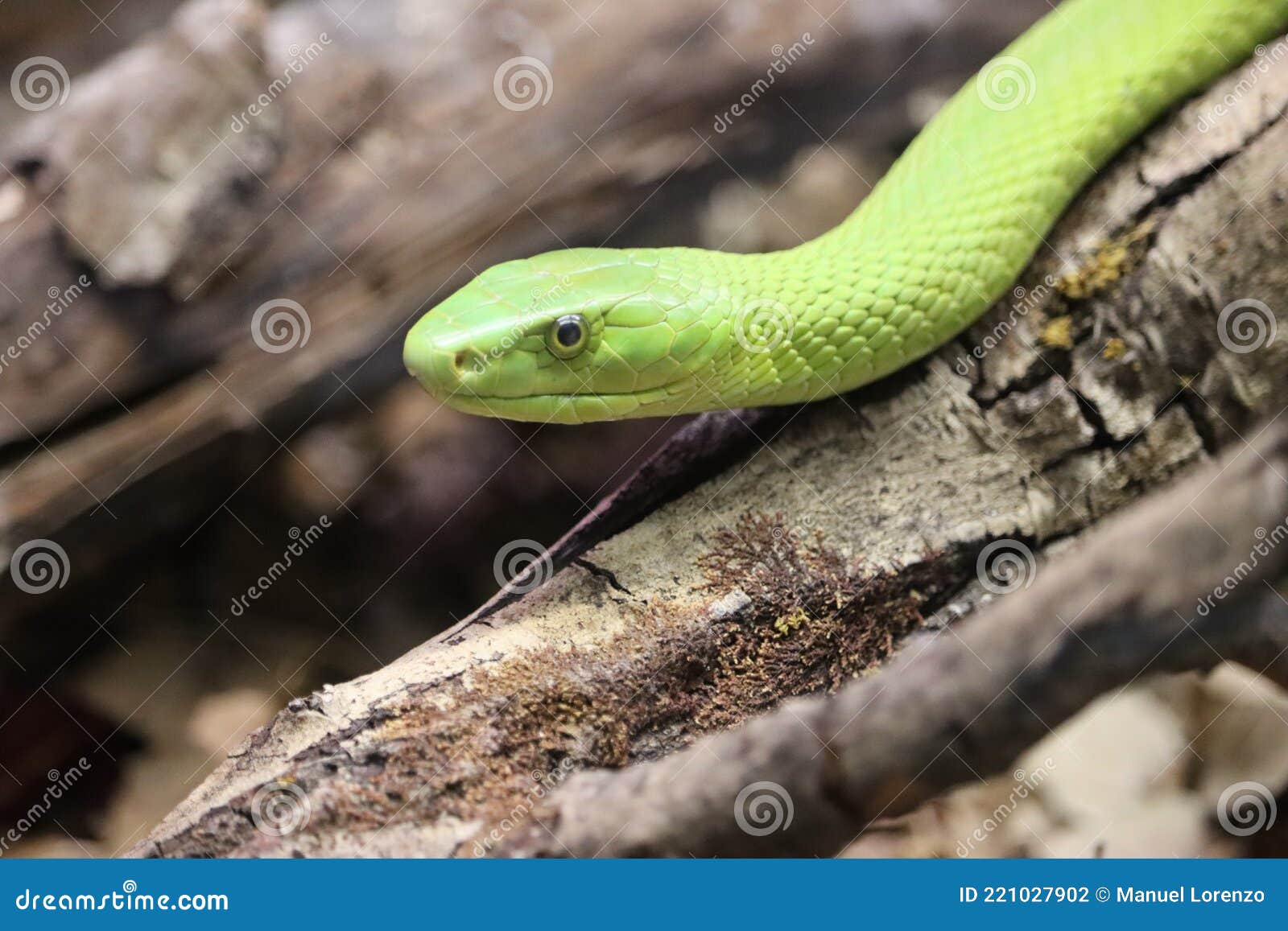 beautiful dangerous snake silent stealth reptile venom