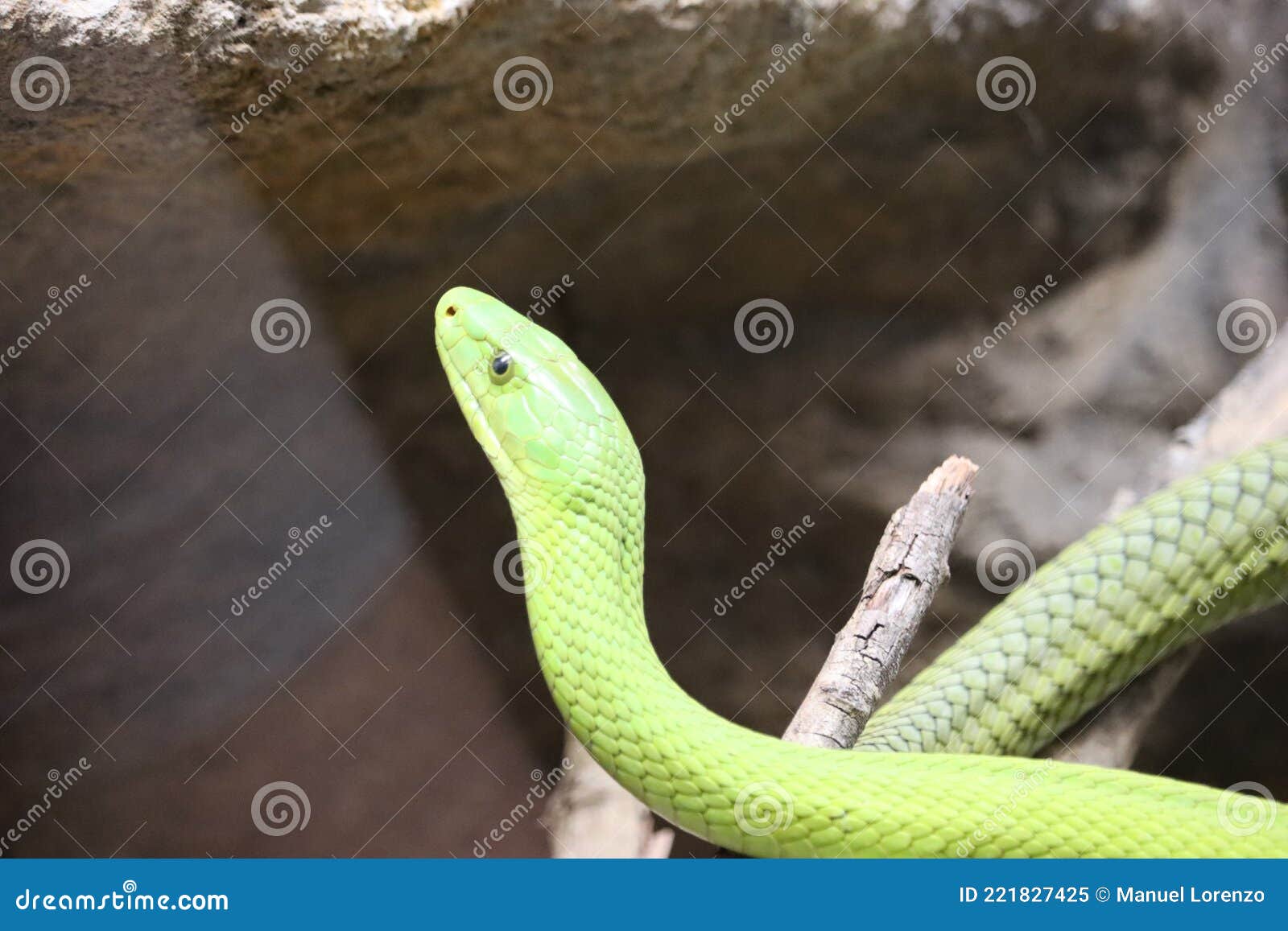 beautiful dangerous snake silent stealth reptile venom