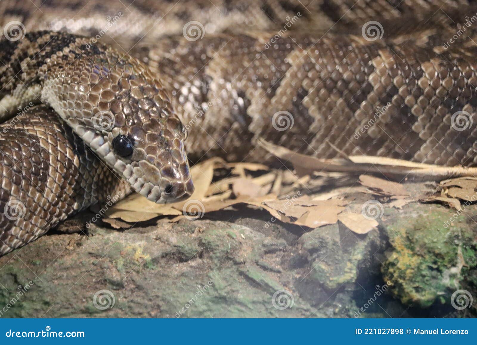 beautiful dangerous snake silent stealth reptile venom