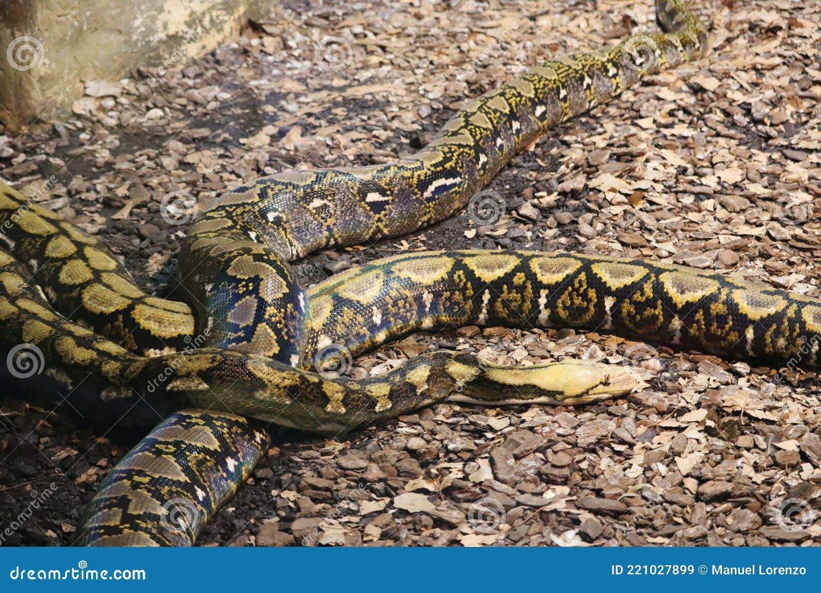 beautiful dangerous snake silent stealth reptile venom