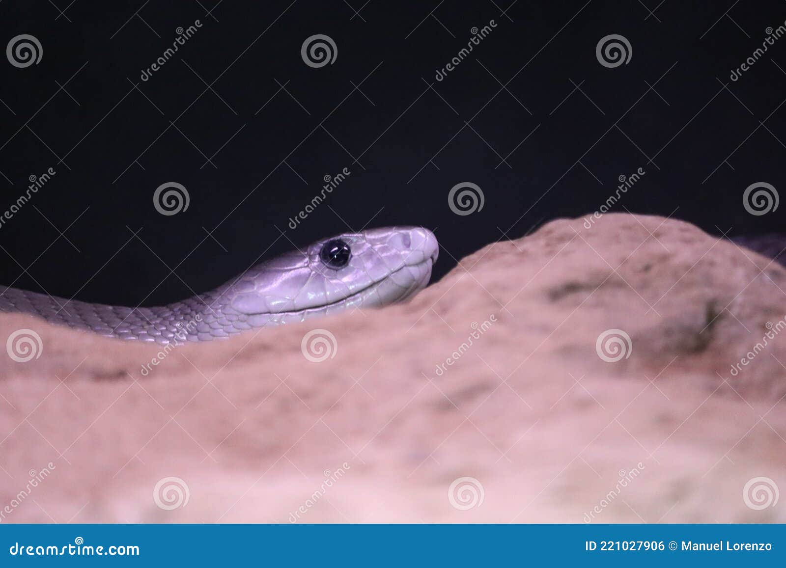 beautiful dangerous snake silent stealth reptile venom