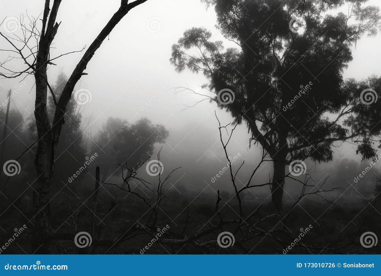 eucalyptus forest covered by fog in the morning