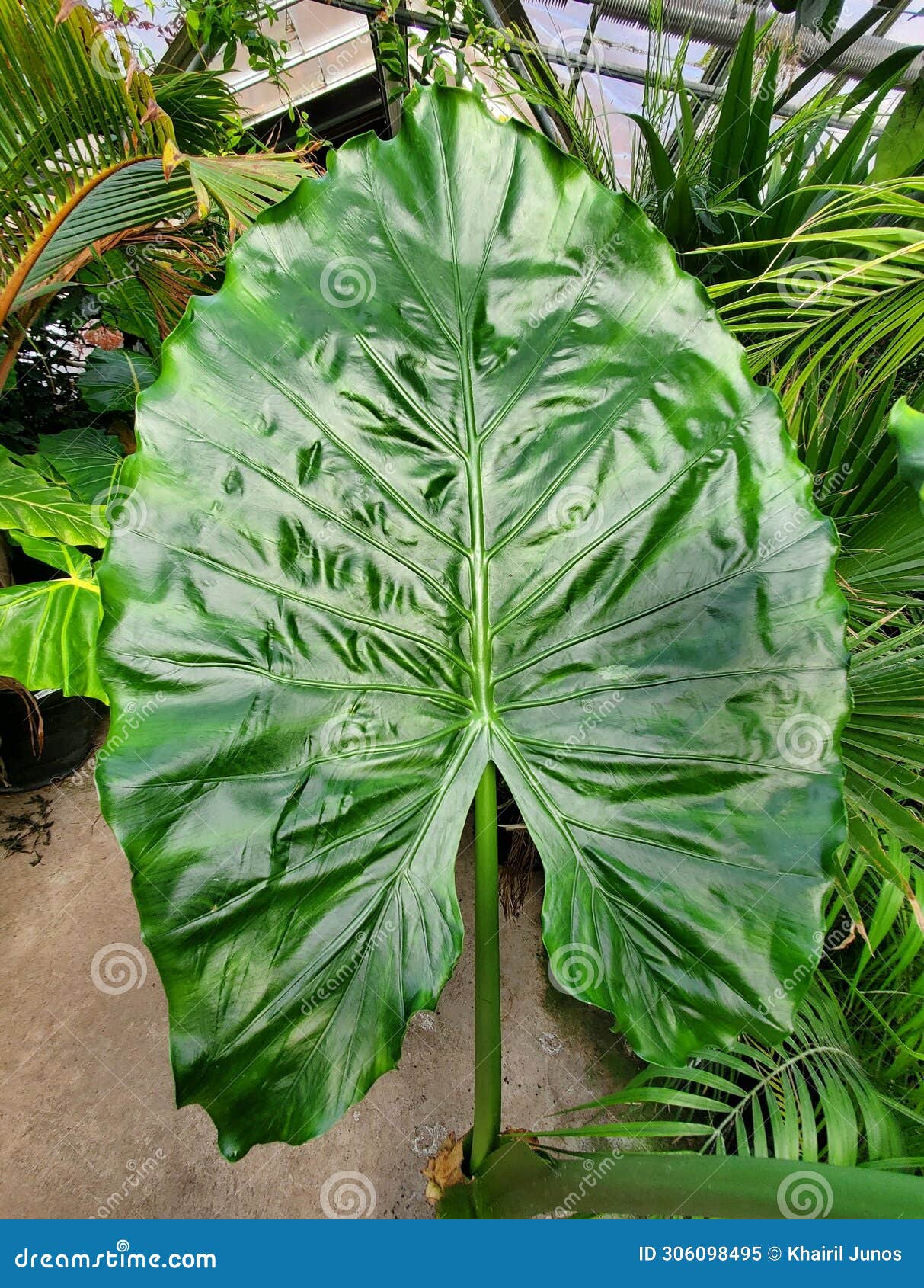 beautiful dark green and large shiny leaf of alocasia serendipity