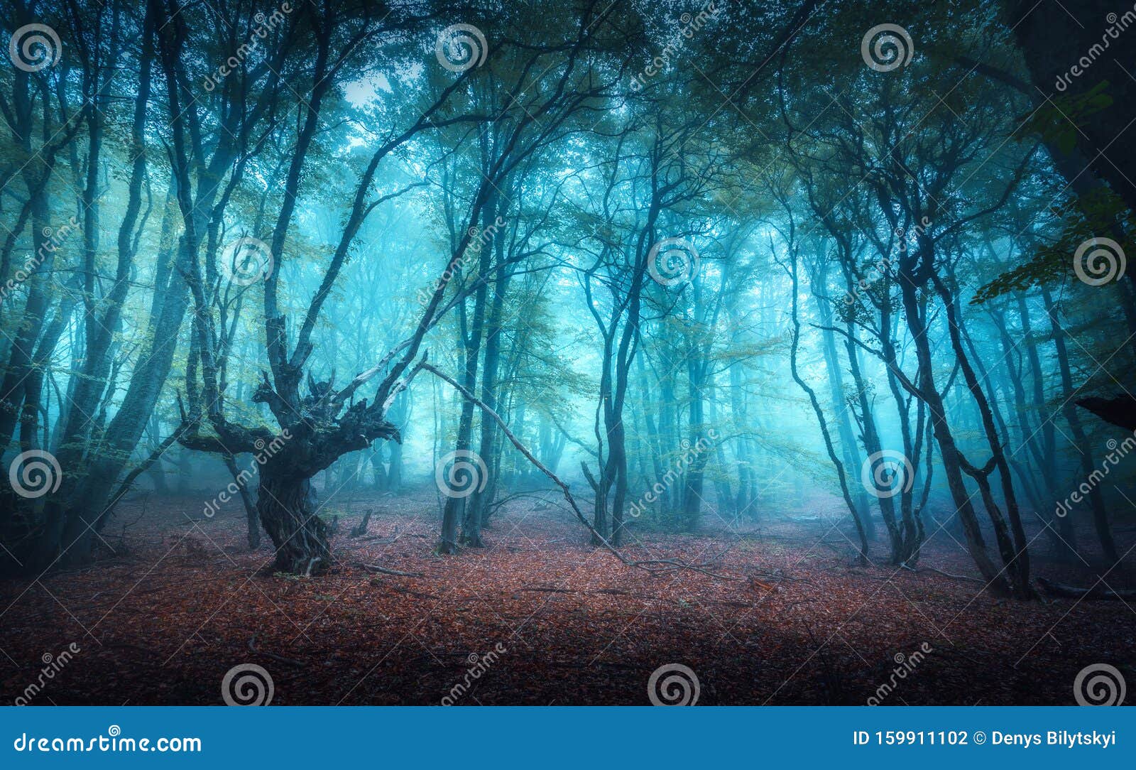 Beautiful Dark Mystical Forest In Blue Fog In Autumn Stock Photo