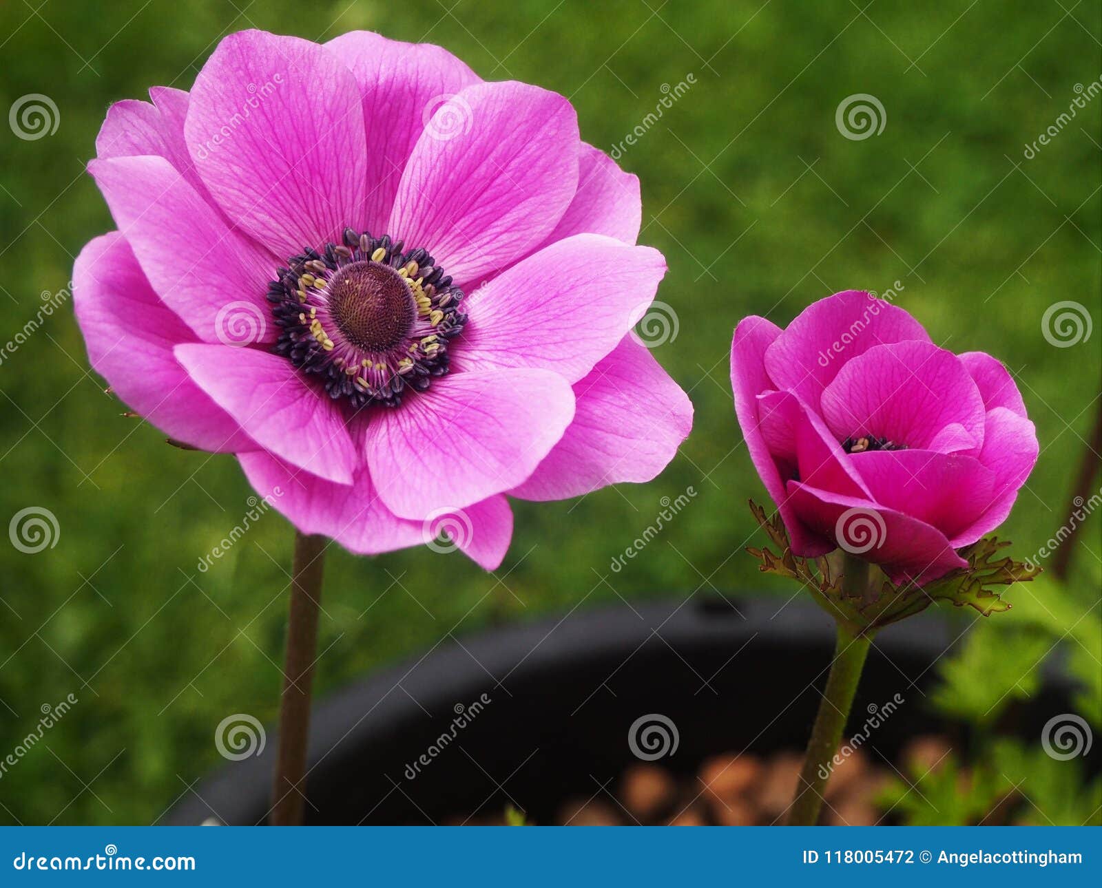 Anemone De Caen Flower and Bud Stock Photo - Image of garden, closeup:  118005472