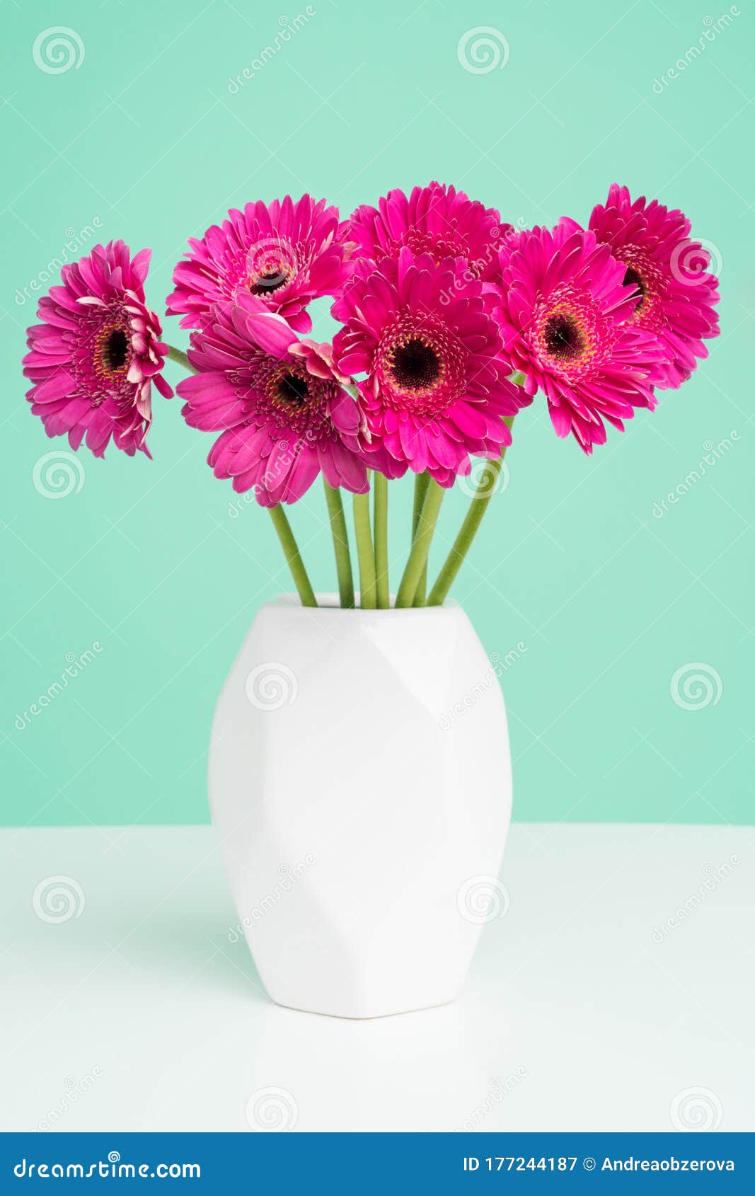 beautiful dark pink gerbera daisies in a plain white vase against pastel green background. minimalist floral background.