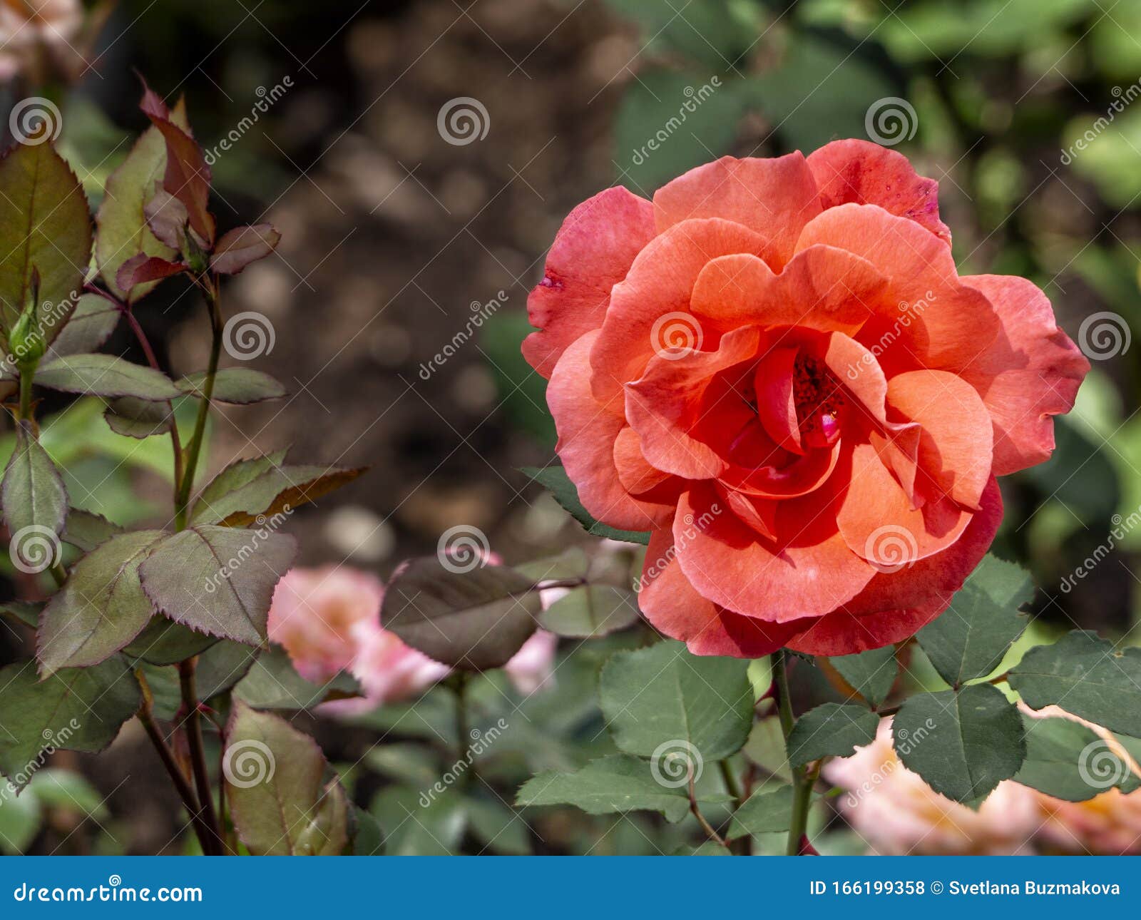 Beautiful Dark Pink Rose on a Horizontal Background with Leaves Stock ...