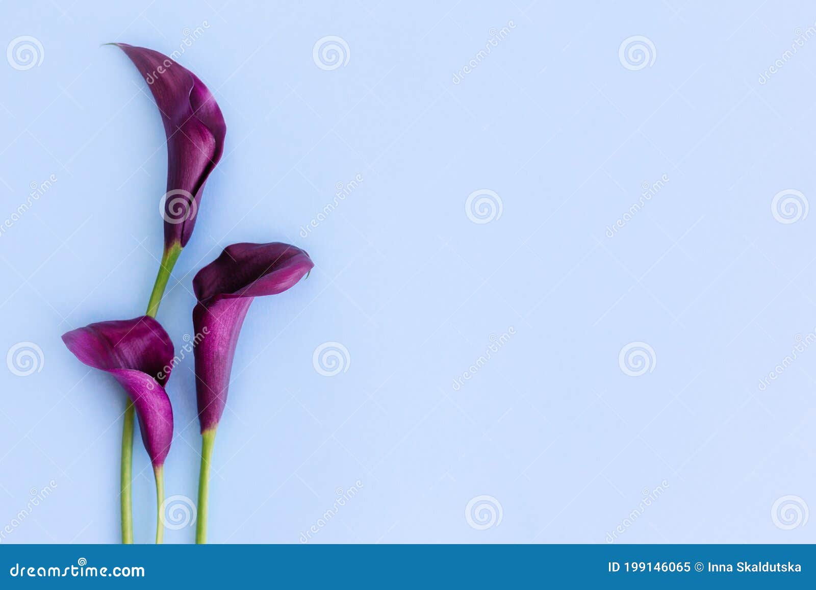 Beautiful Dark Purple Calla Lilies Flowers on a Light Blue Background ...