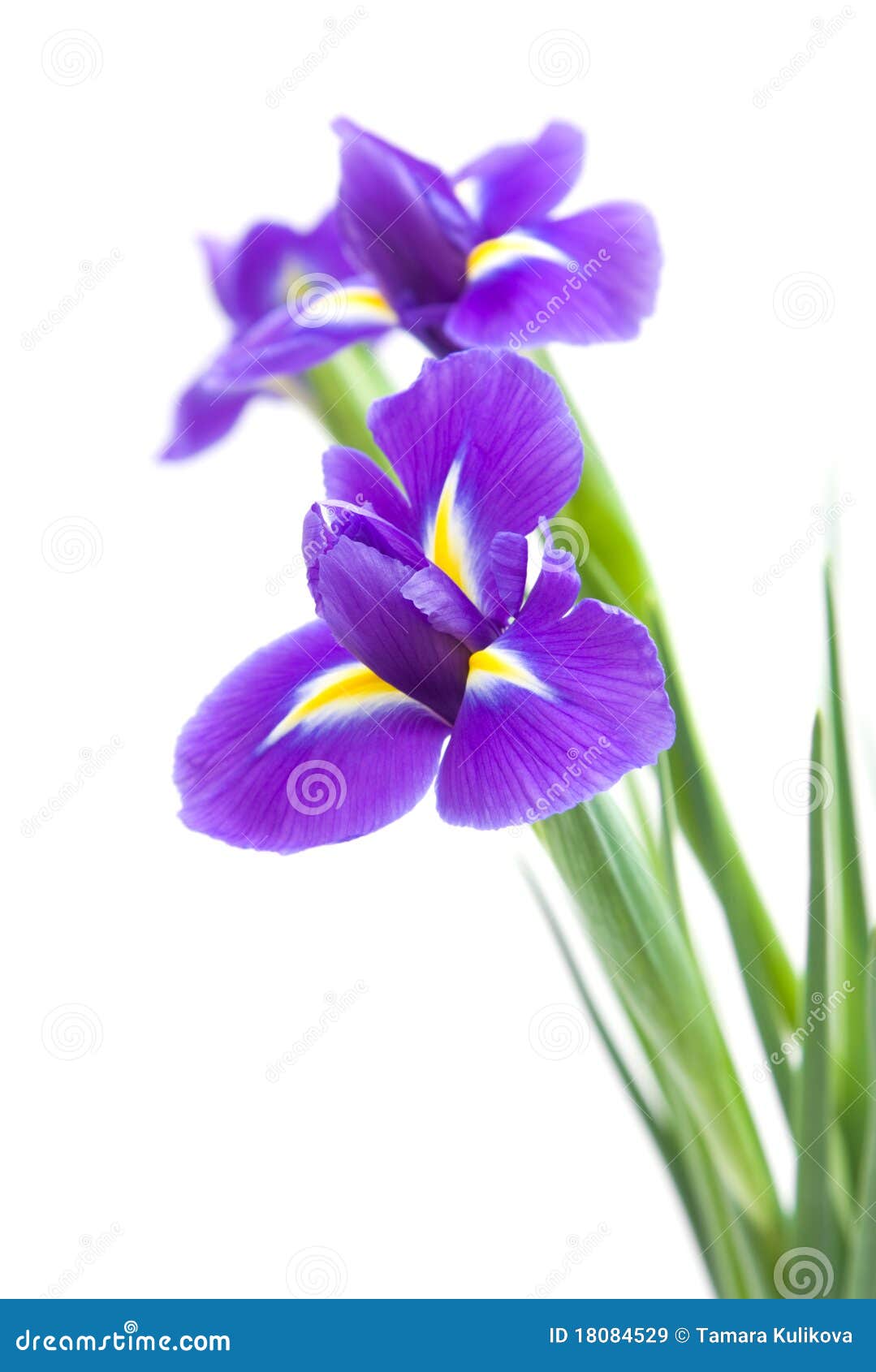 Beautiful Dark Purple Iris Flower Stock Image   Image of floral ...