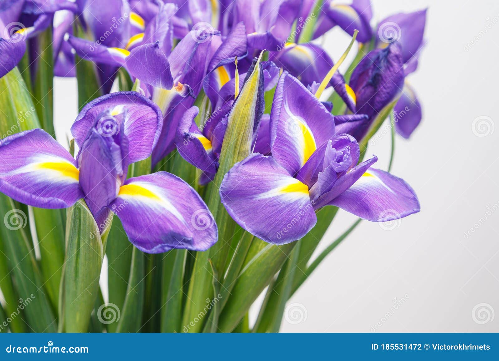 Beautiful Dark Purple Iris Flower on White Background Stock Photo