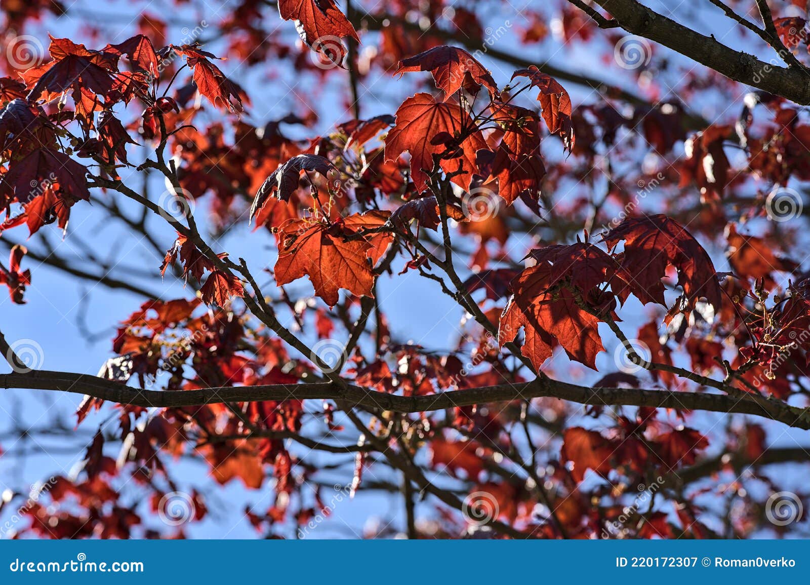 Beautiful Dark Red Last Year Autumn Leaves Of Crimson King Acer Platanoides Norway Maple Tree Against Blue Sky Stock Image Image Of Closeup Copy