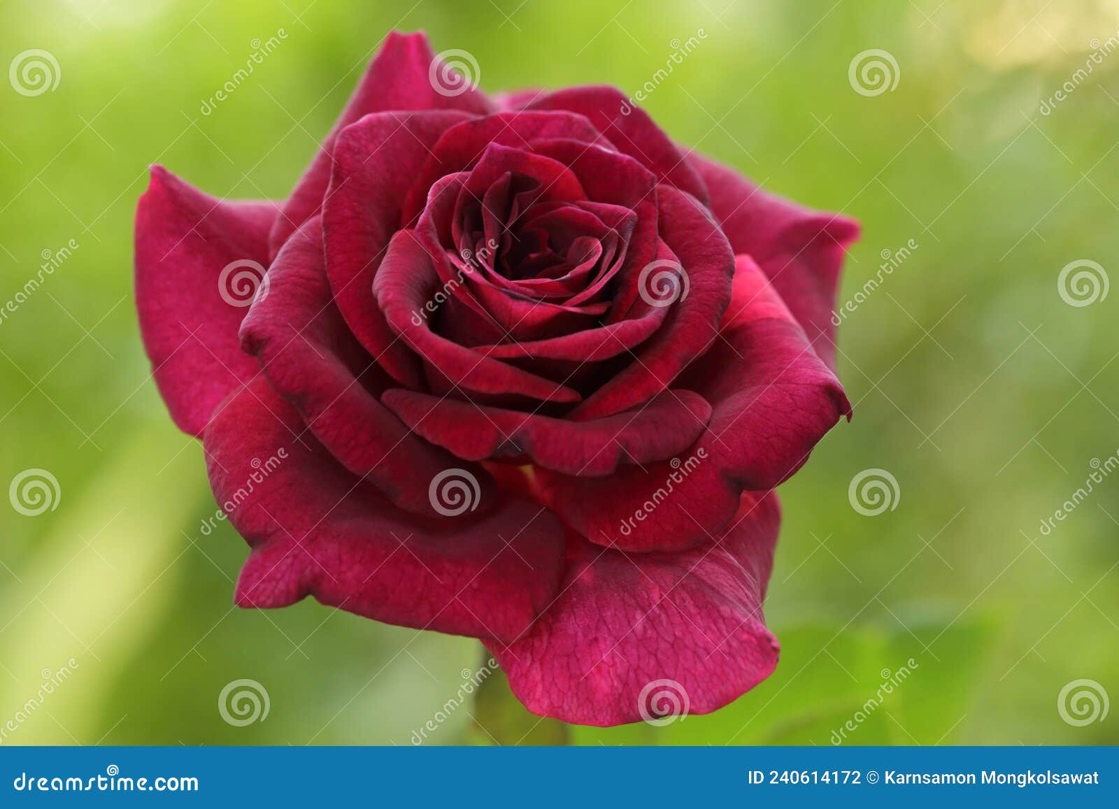 Beautiful Dark Red Rose on Green Nature Background, the Red Roses ...