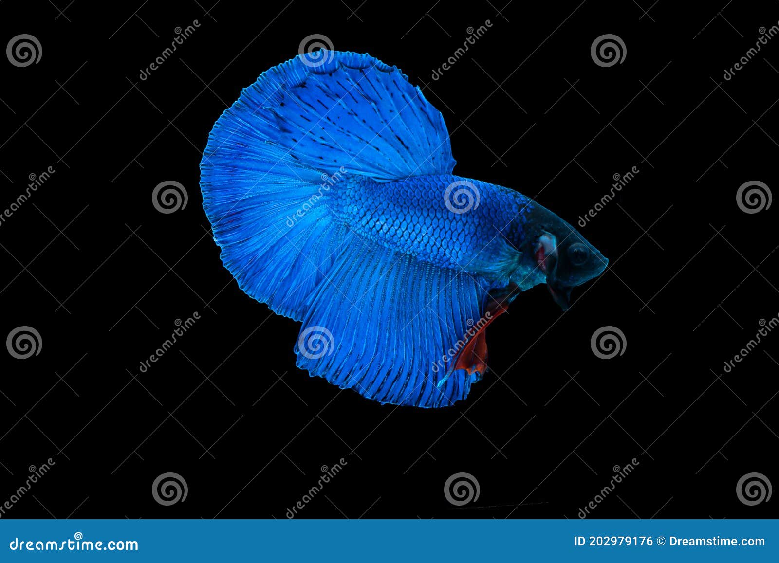 Beautiful Deep Blue Half-moon Betta Fish Stock Photo - Image of fish