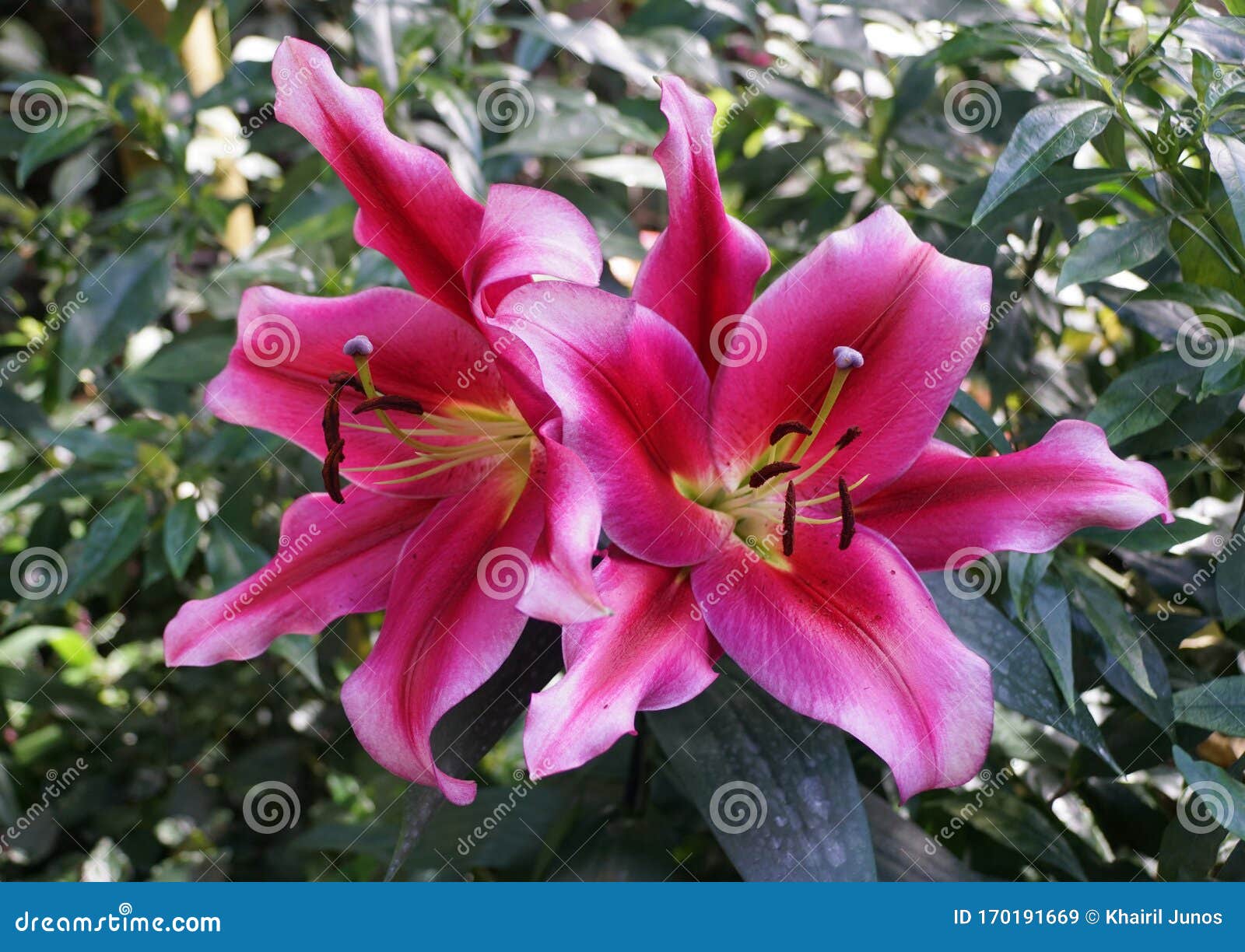 Beautiful Deep Red Flower of Oriental Hybrid Lily Petrolia Stock Image -  Image of botanical, flower: 170191669