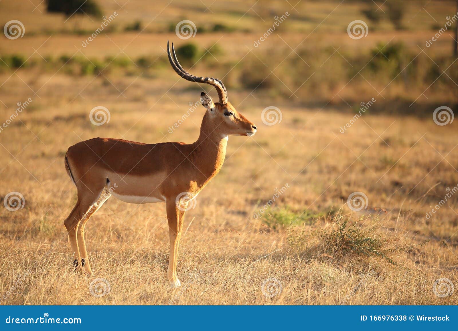 Types Of African Deer