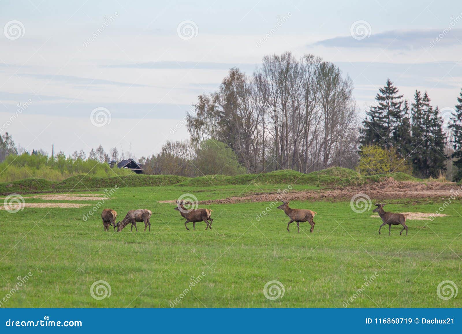 beautiful deer flock grazing in the spring meadow. dears in the field.