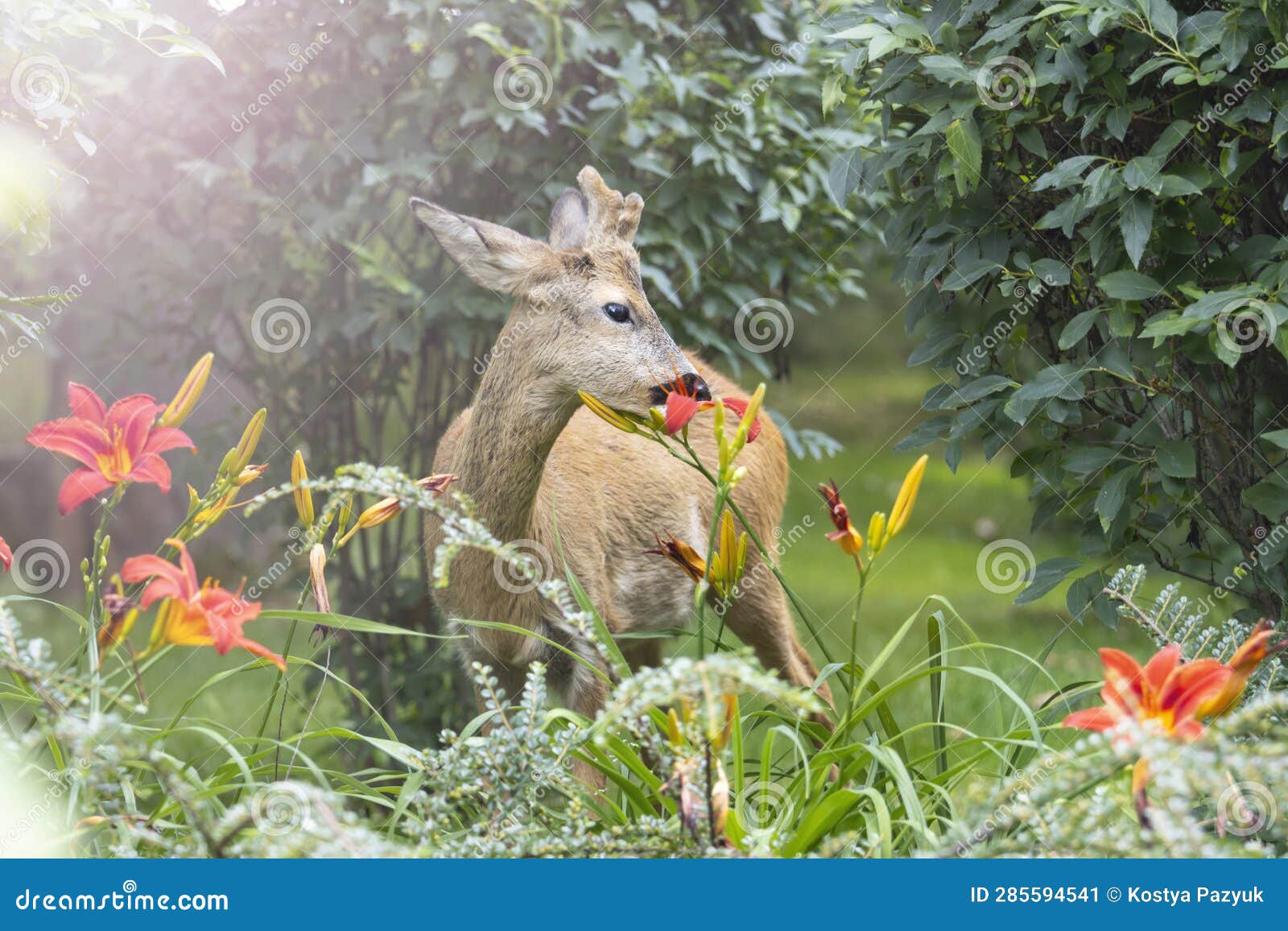 Beautiful Deer and Red Lilies, City Park Stock Image Image of autumn