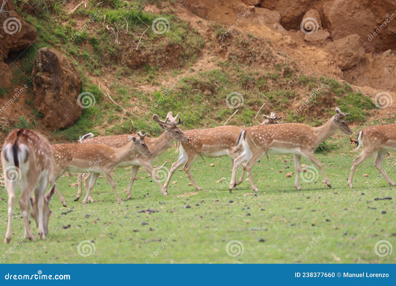 beautiful deer wild antler freedom fear danger