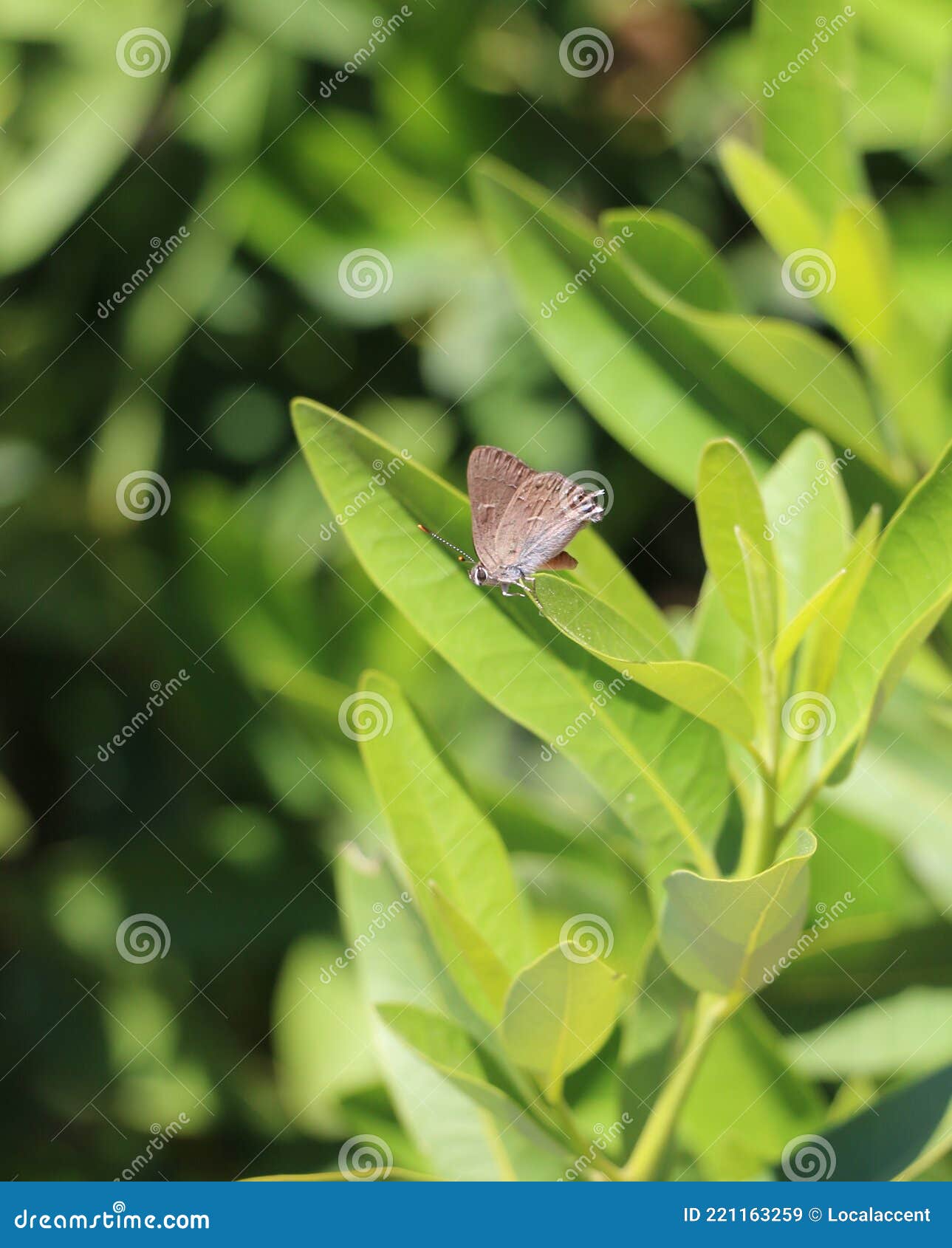 small grey butterfly on a green leaf, groveland, ca.