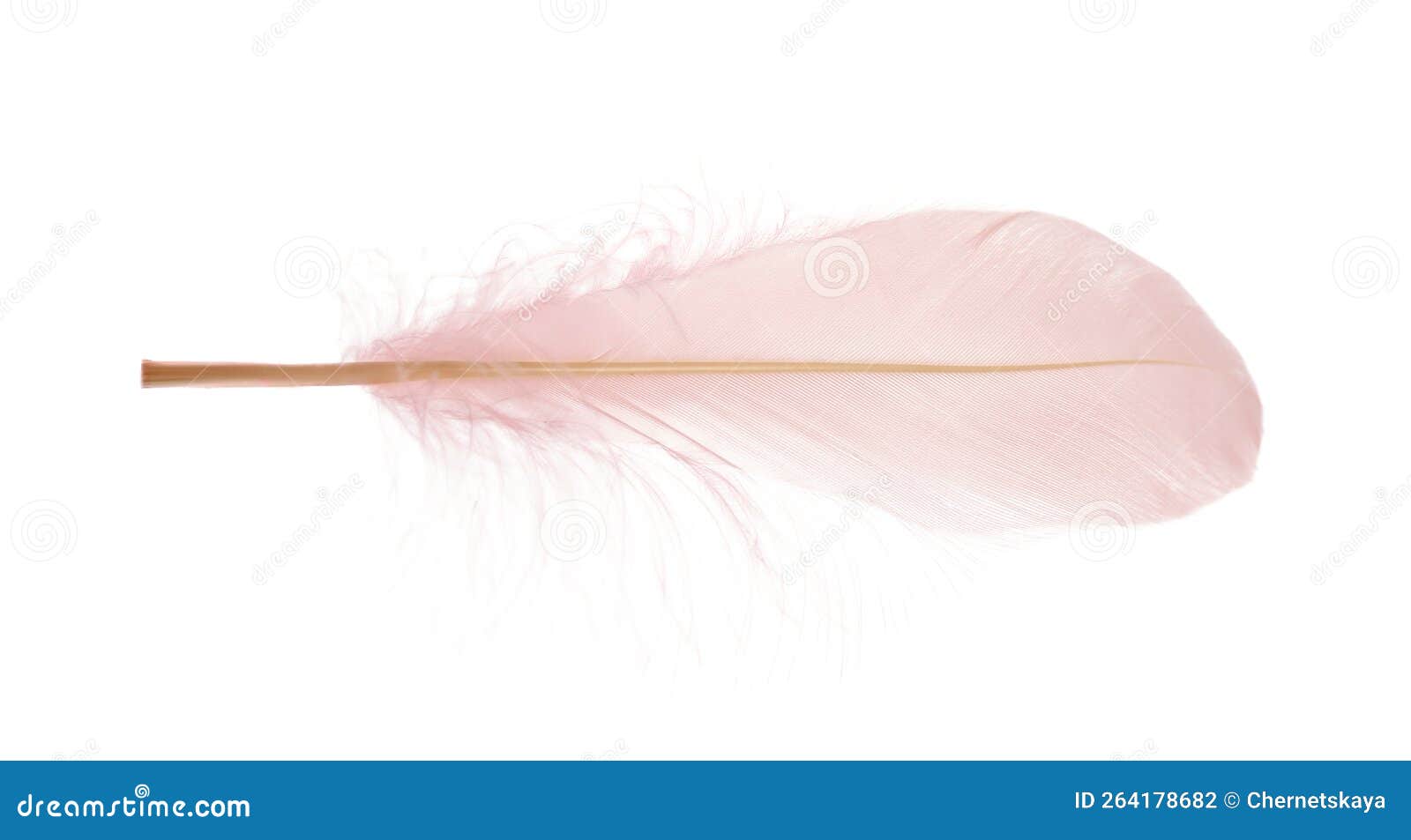 Beautiful Delicate Light Pink Feather Isolated on White Stock Photo