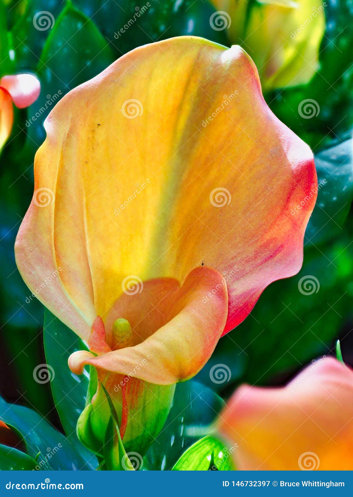 Orange Calla Lilies in Garden Stock Image - Image of calla, garden ...