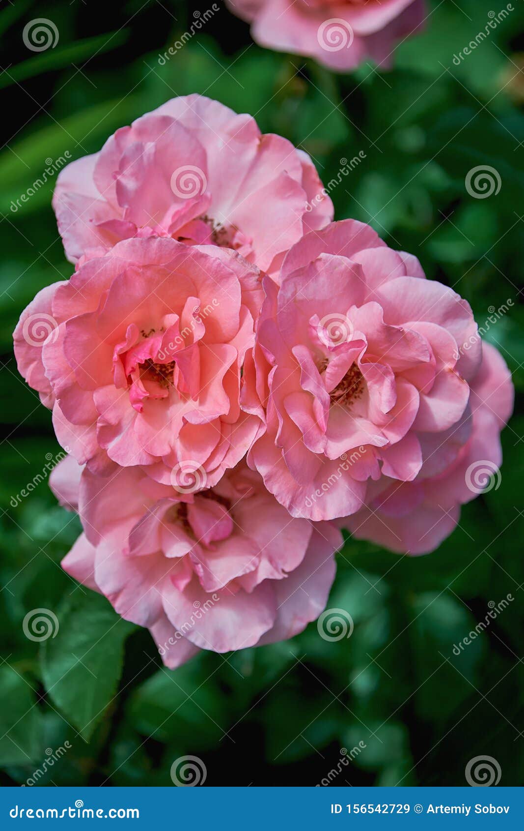 Beautiful Delicate Pink Roses Close-up on a Dark Green Background. Rose ...