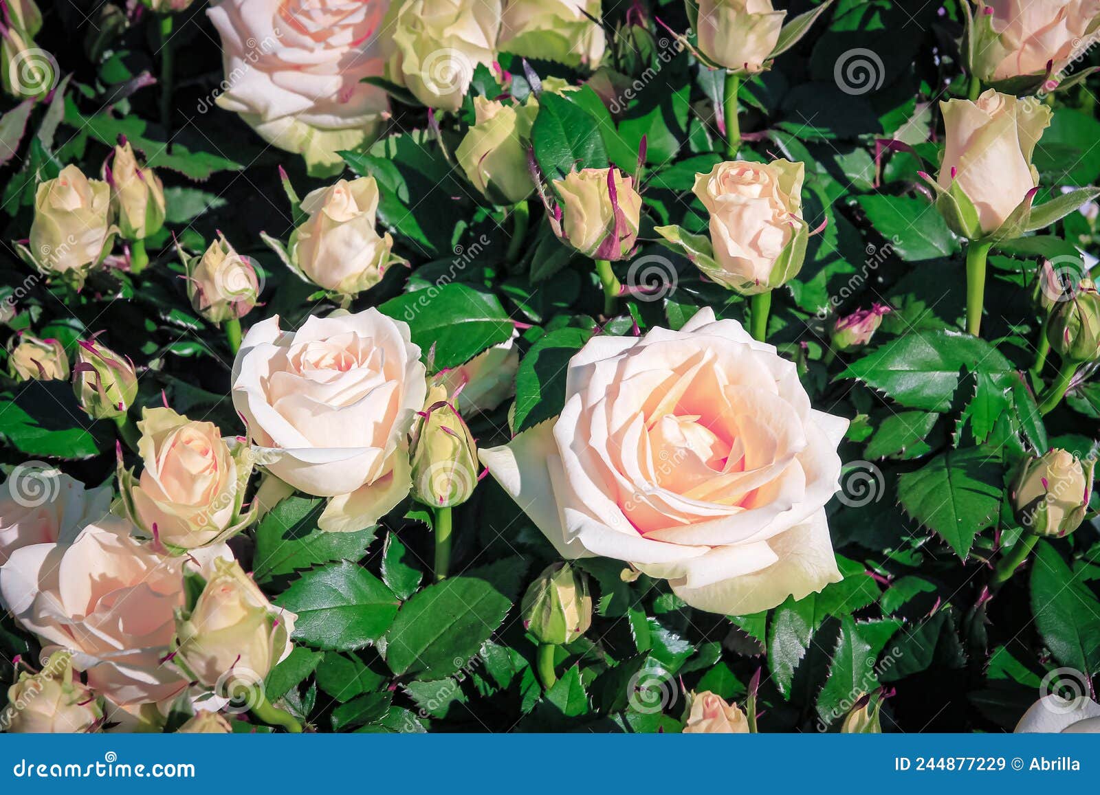 Beautiful Delicate Spring Flower. Flowers Pink Roses Stock Image