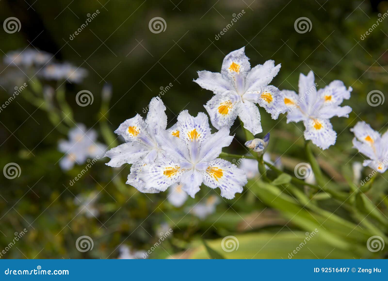 Beautiful Delicate Spring Flowers. Stock Image Image of blossom