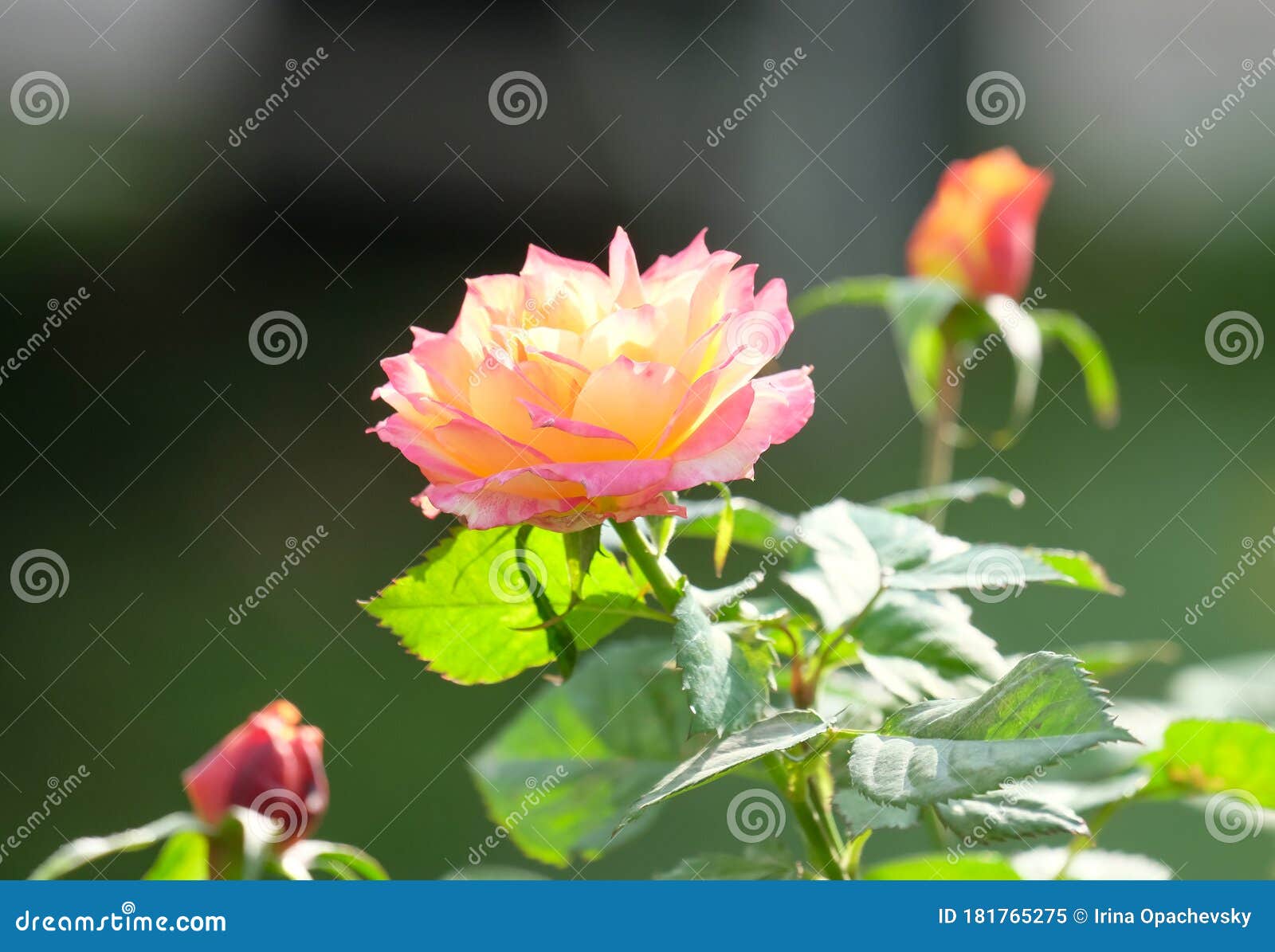 Beautiful Delicate Tea Rose in the Garden Stock Image Image of