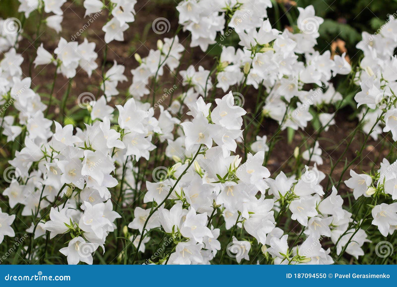 Beautiful Delicate White Bell Flowers Stock Photo Image of beautiful