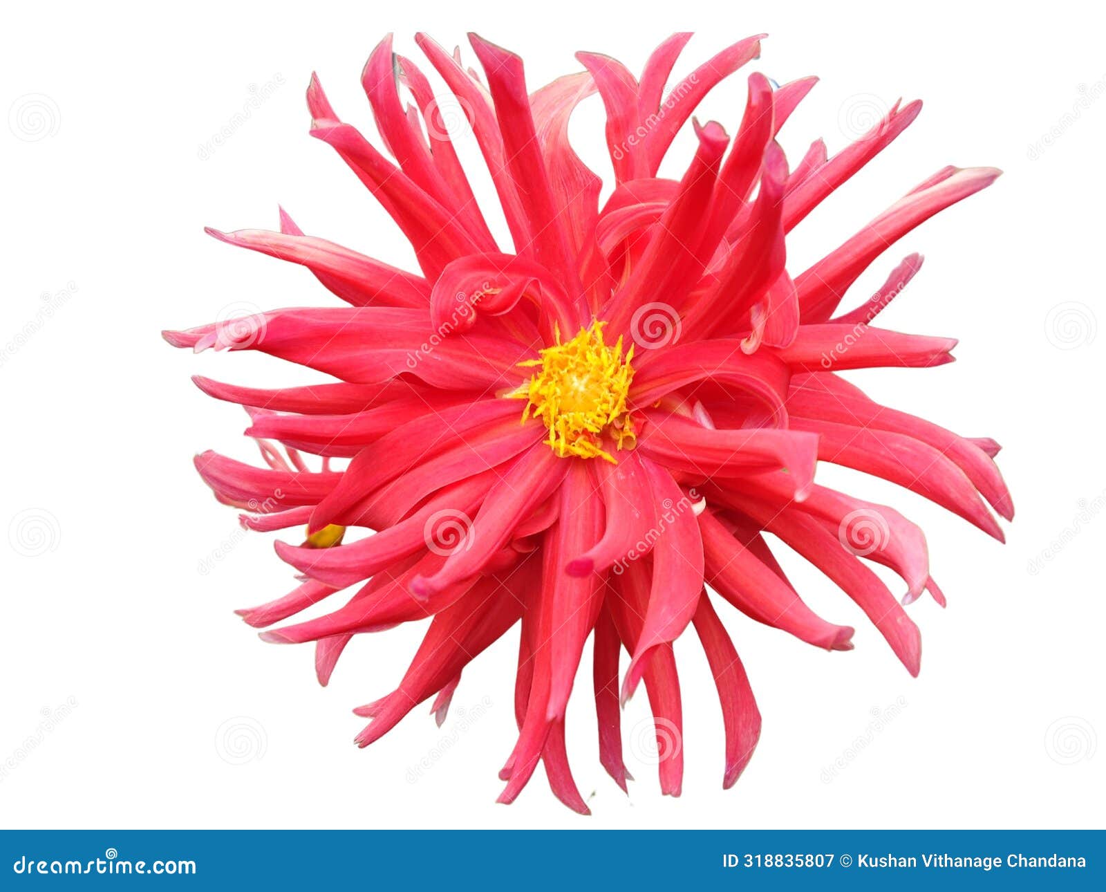 beautiful deliya flower on white background. (dahlia flower)