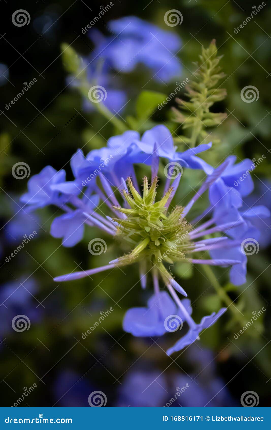 beautiful detail of blue jasmine