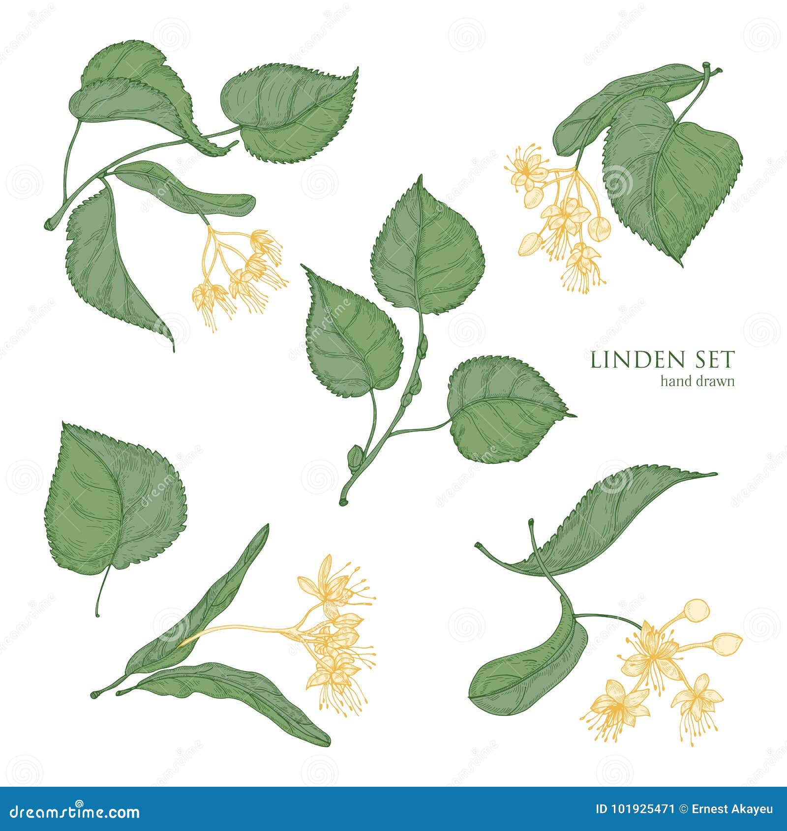 Hand Drawn Different Leaves Branches Set Stock Vector (Royalty Free)  1683956287 | Shutterstock