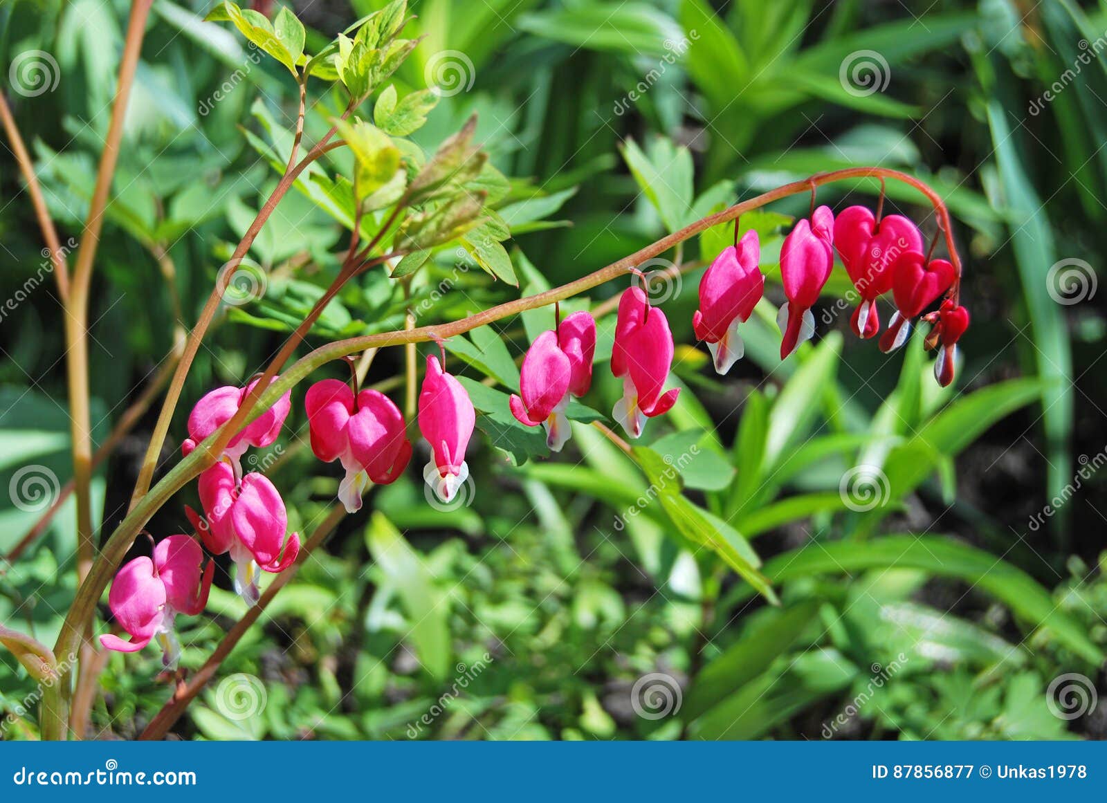 Beautiful dicentra flower stock image. Image of floral 87856877