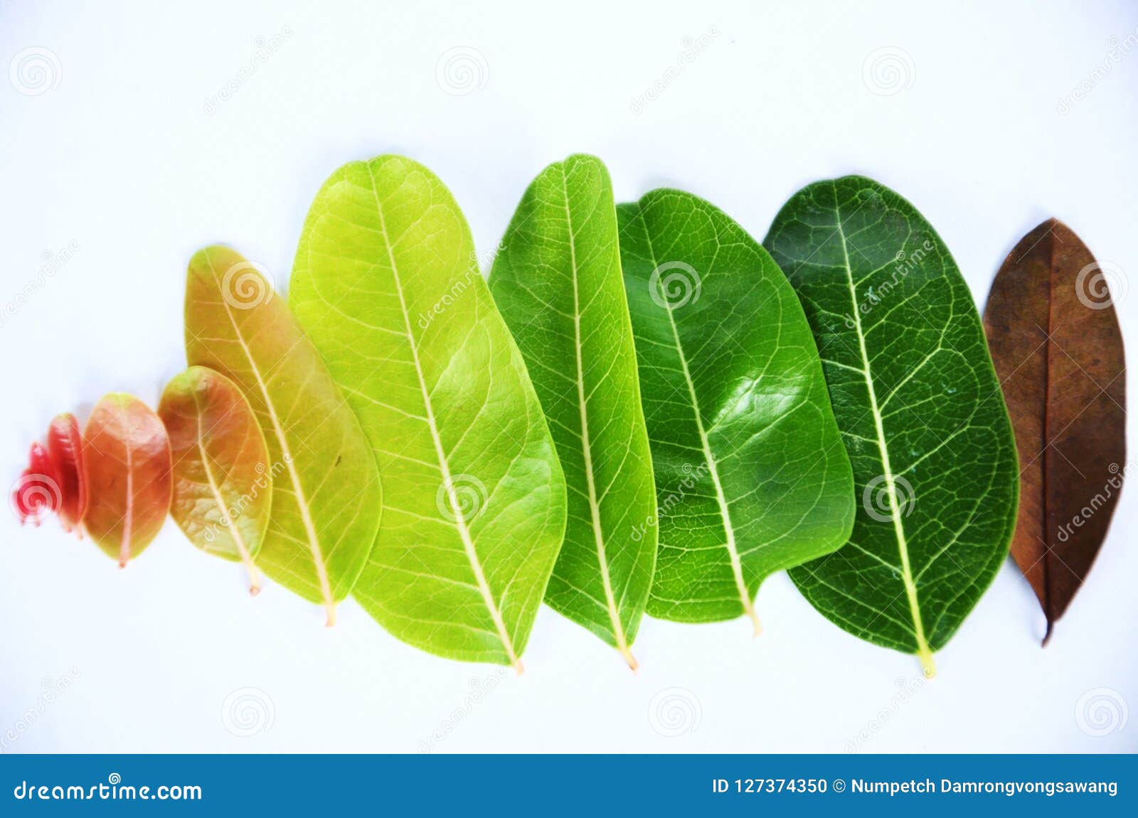 What Shade of Green are Leaves 